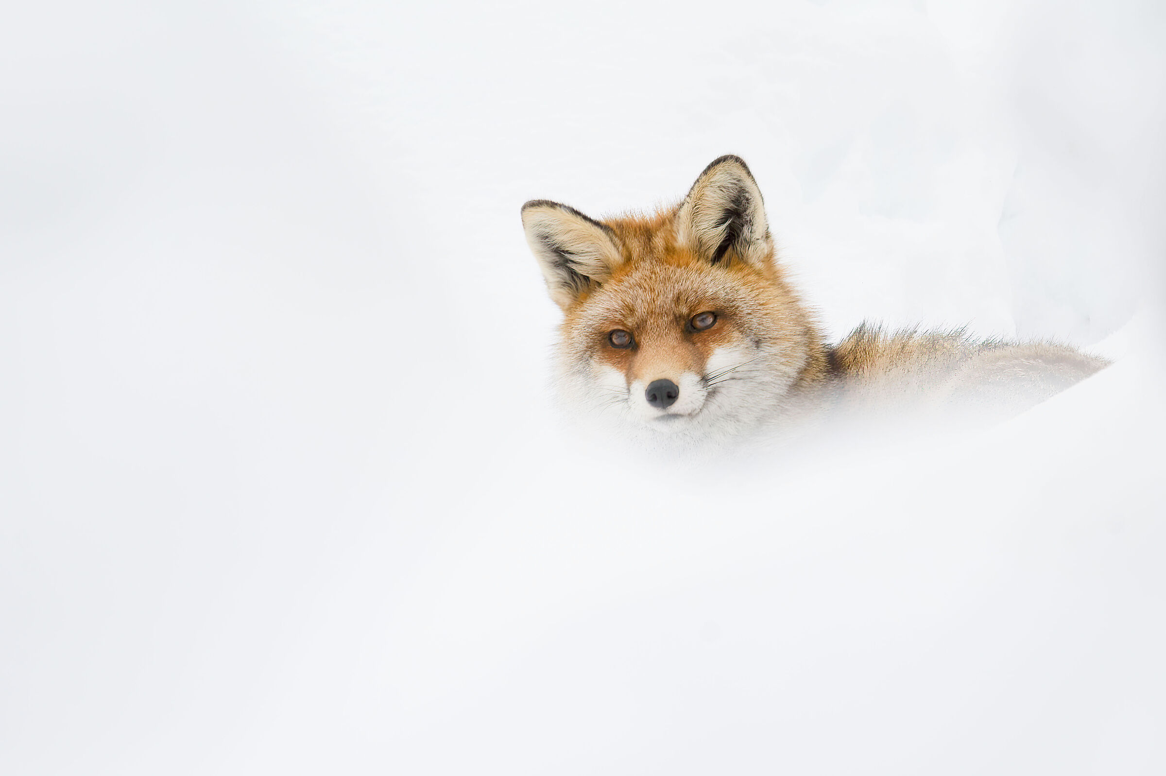Red Fox
