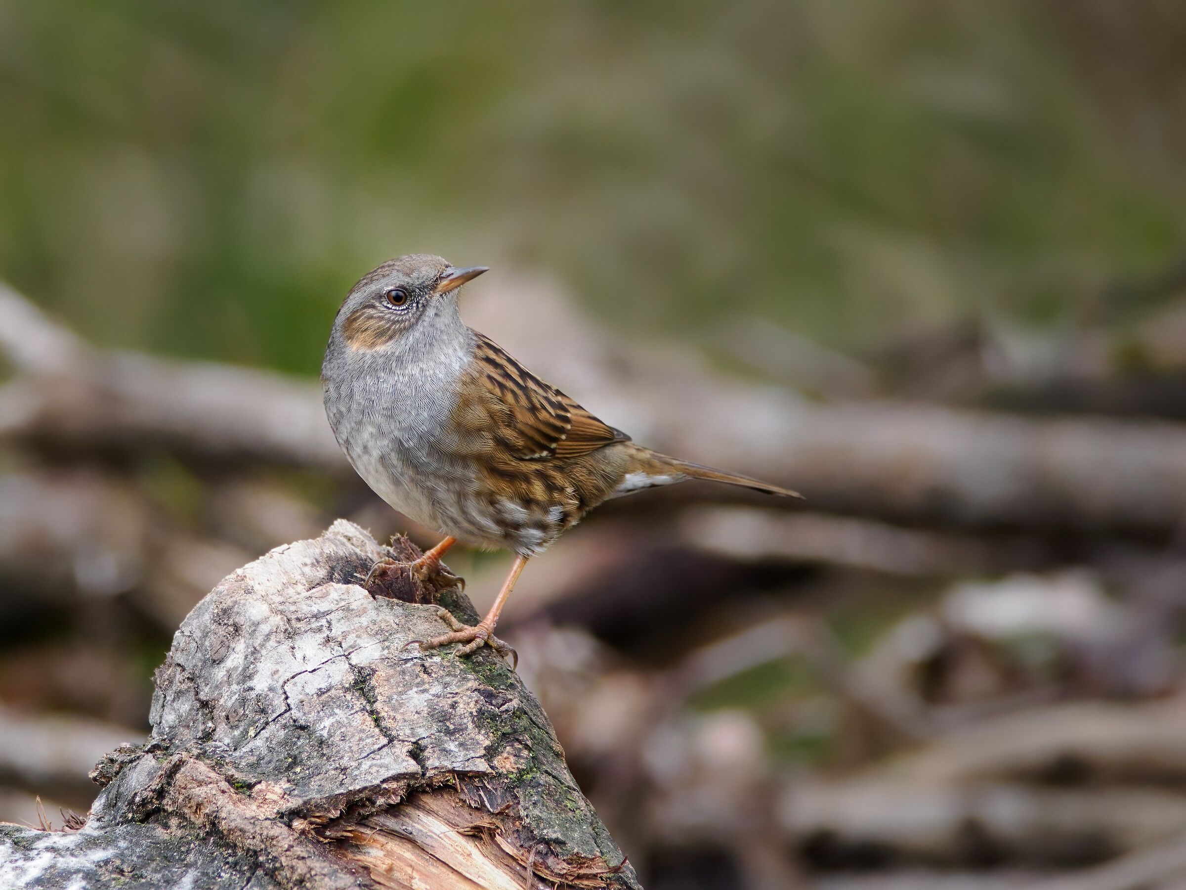 Dunnock
