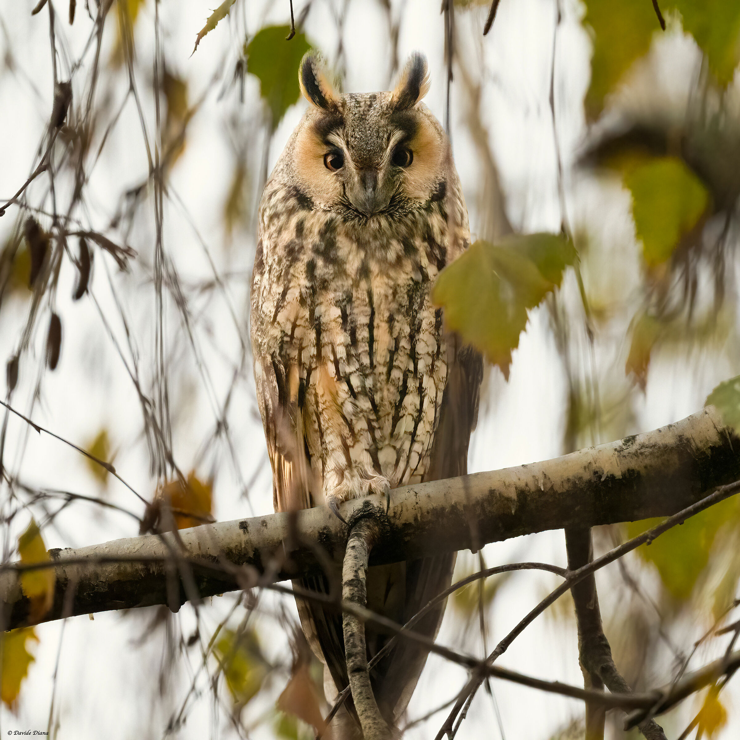 Owl ( Asio otus )