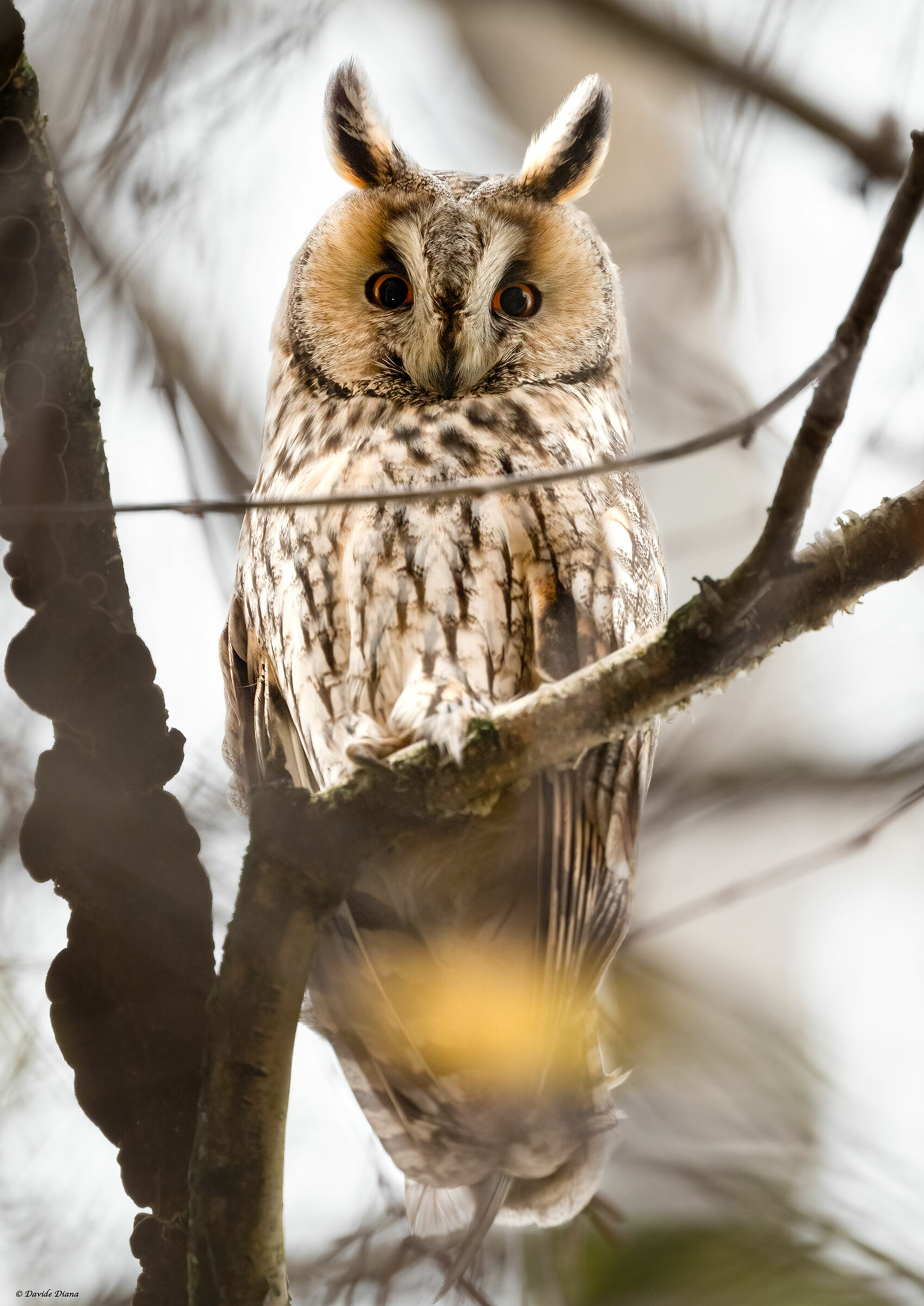 Owl ( Asio otus )