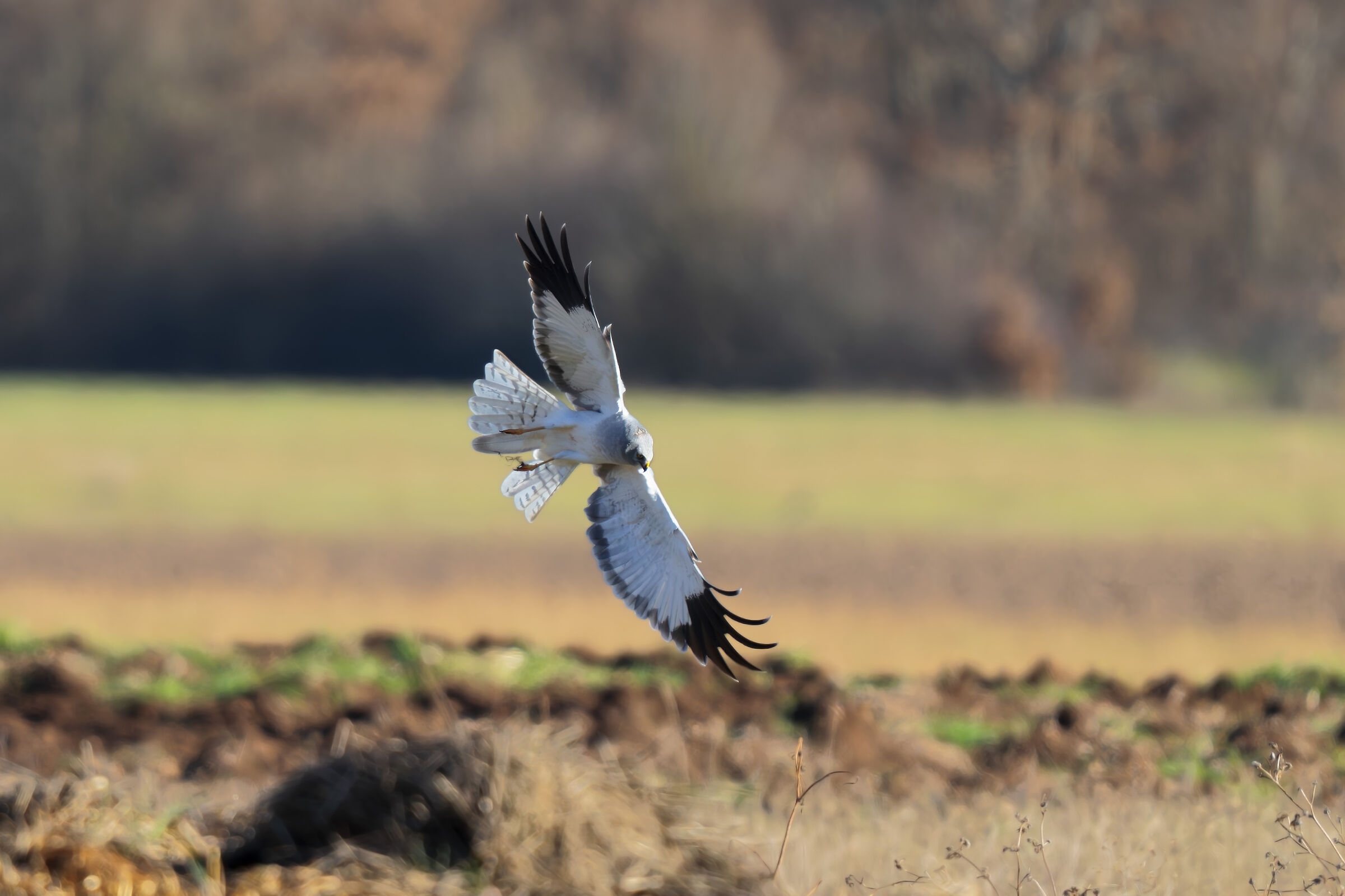 Male king harrier