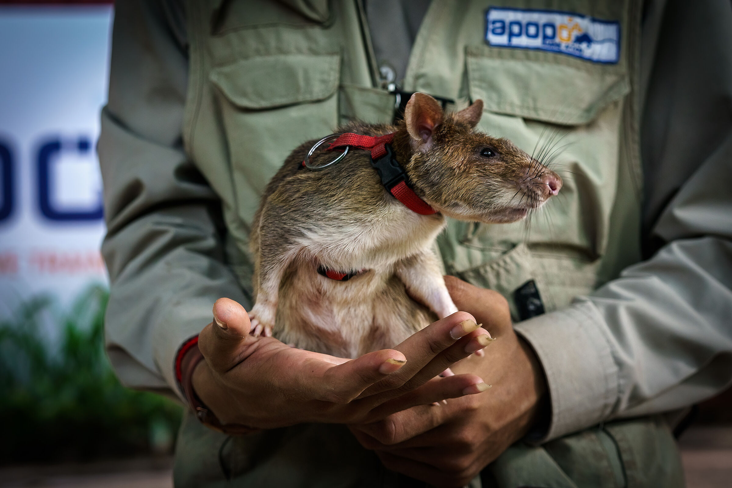 Siem Reap - Apopo, demining rats