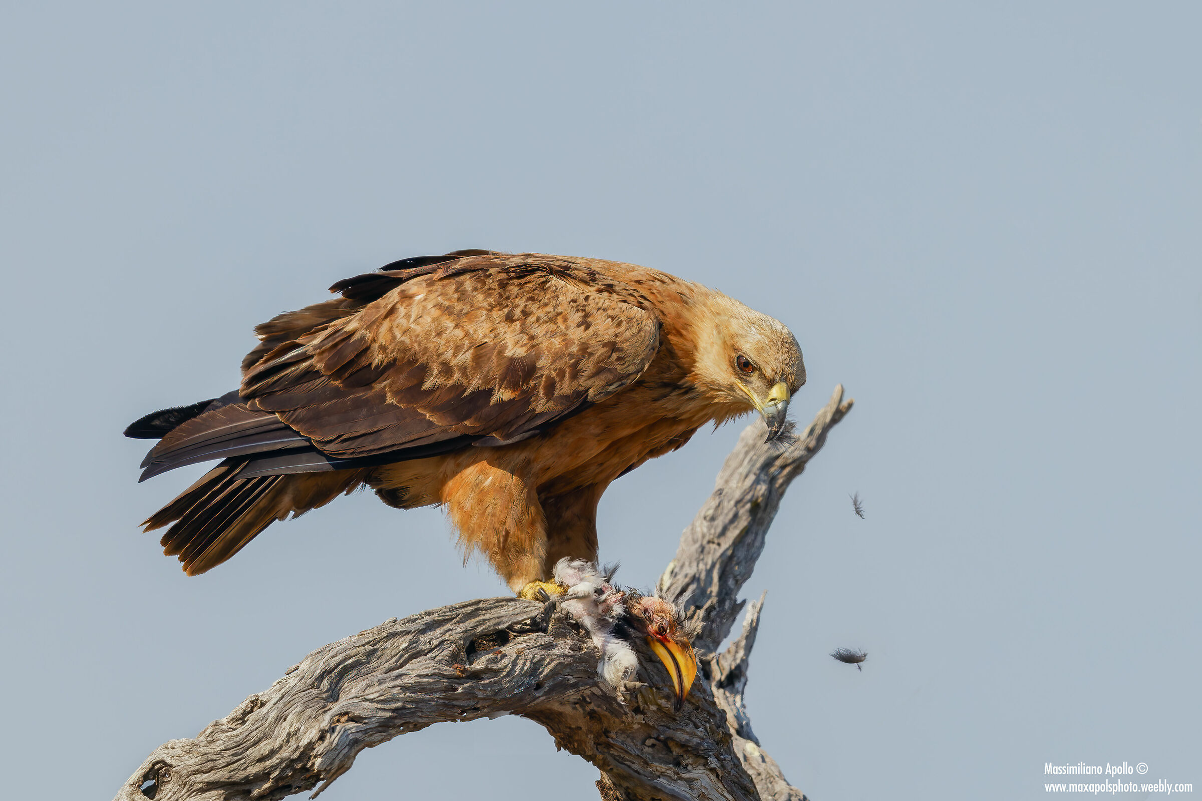 come ti spiumo il buceretto...