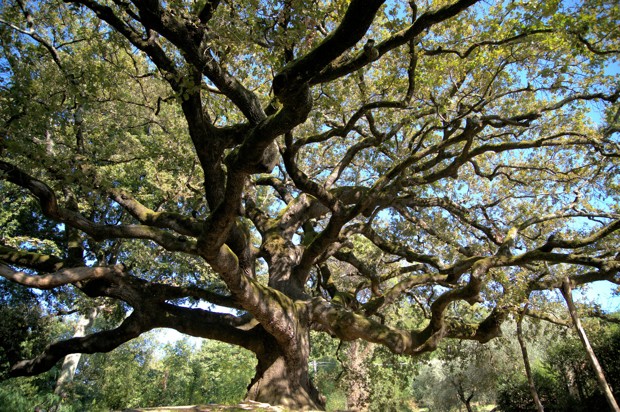 Pinocchio's Oak