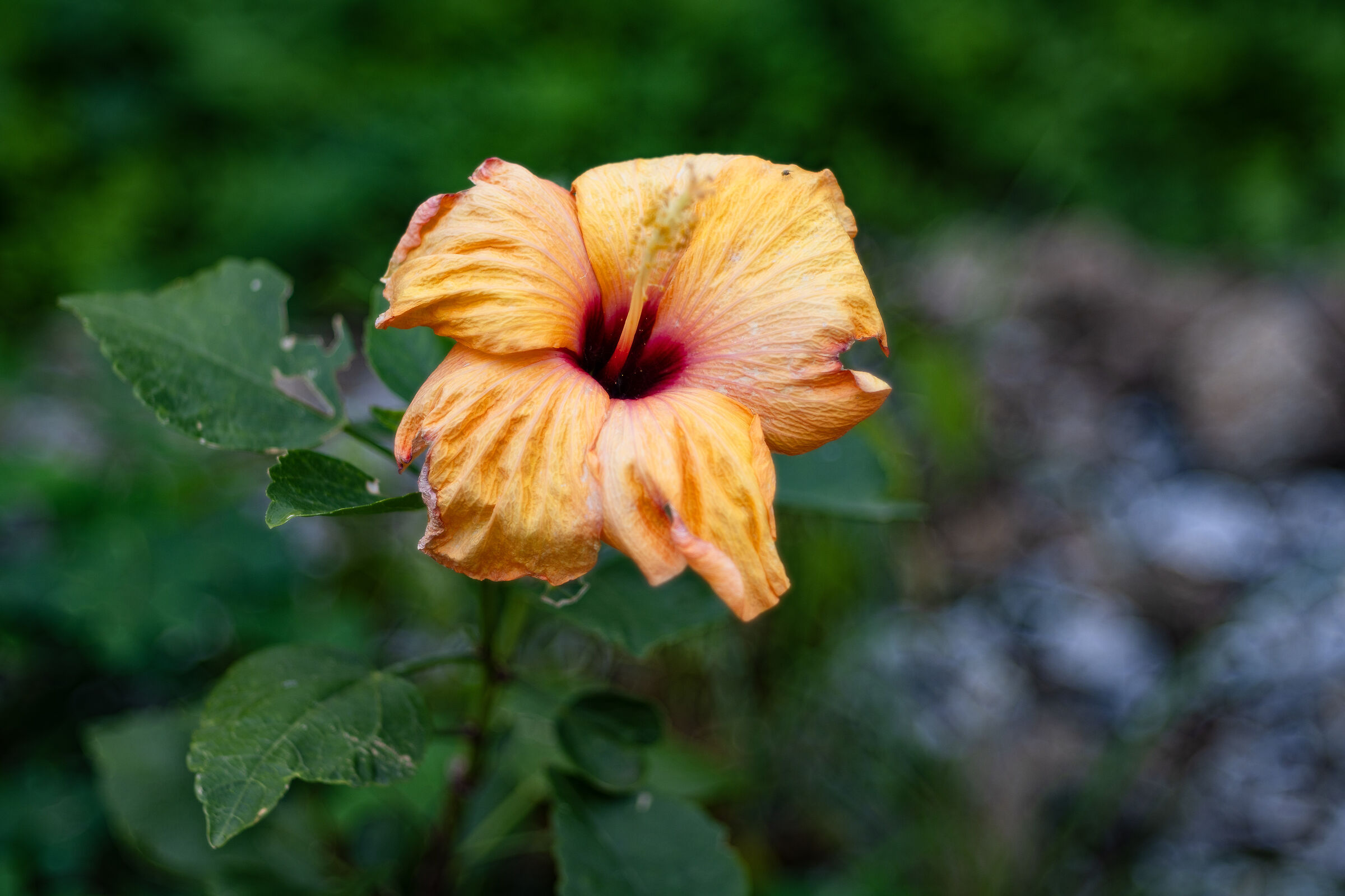 hibiscus