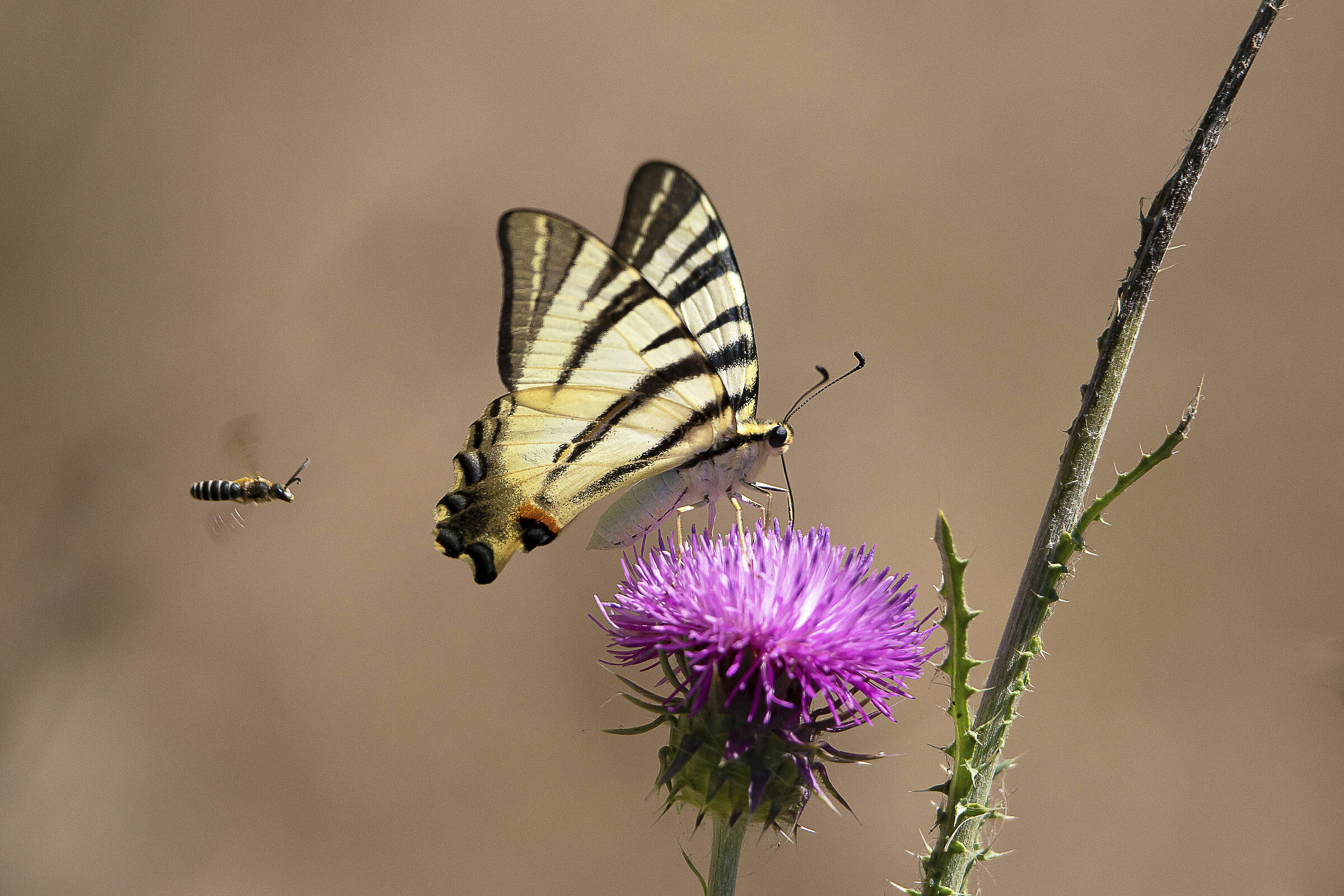 Podalirio o... vengo anch'io...