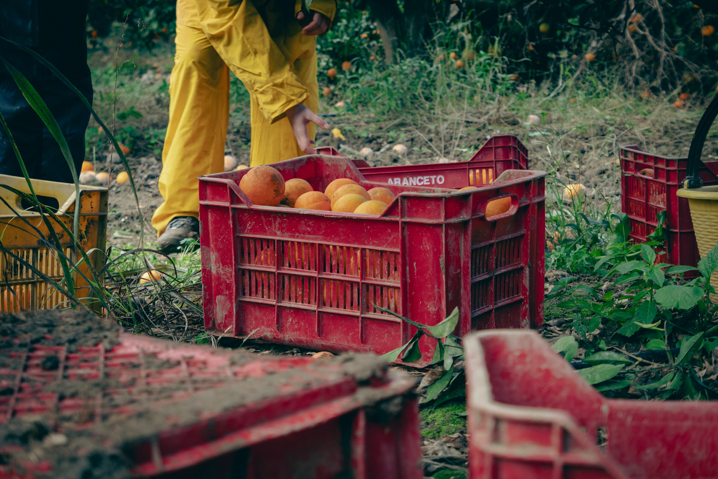 Raccolta arance