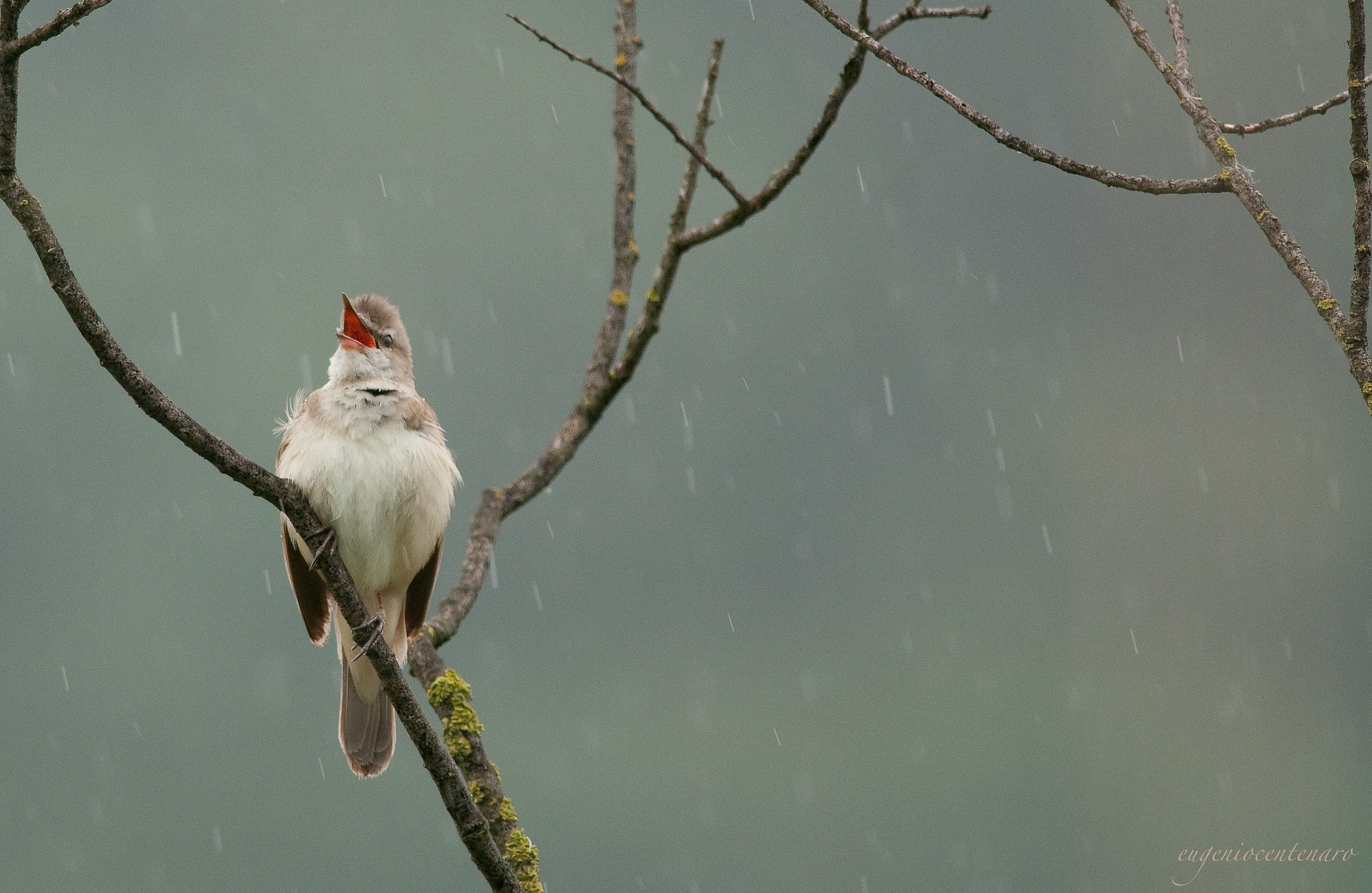 singing in the rain