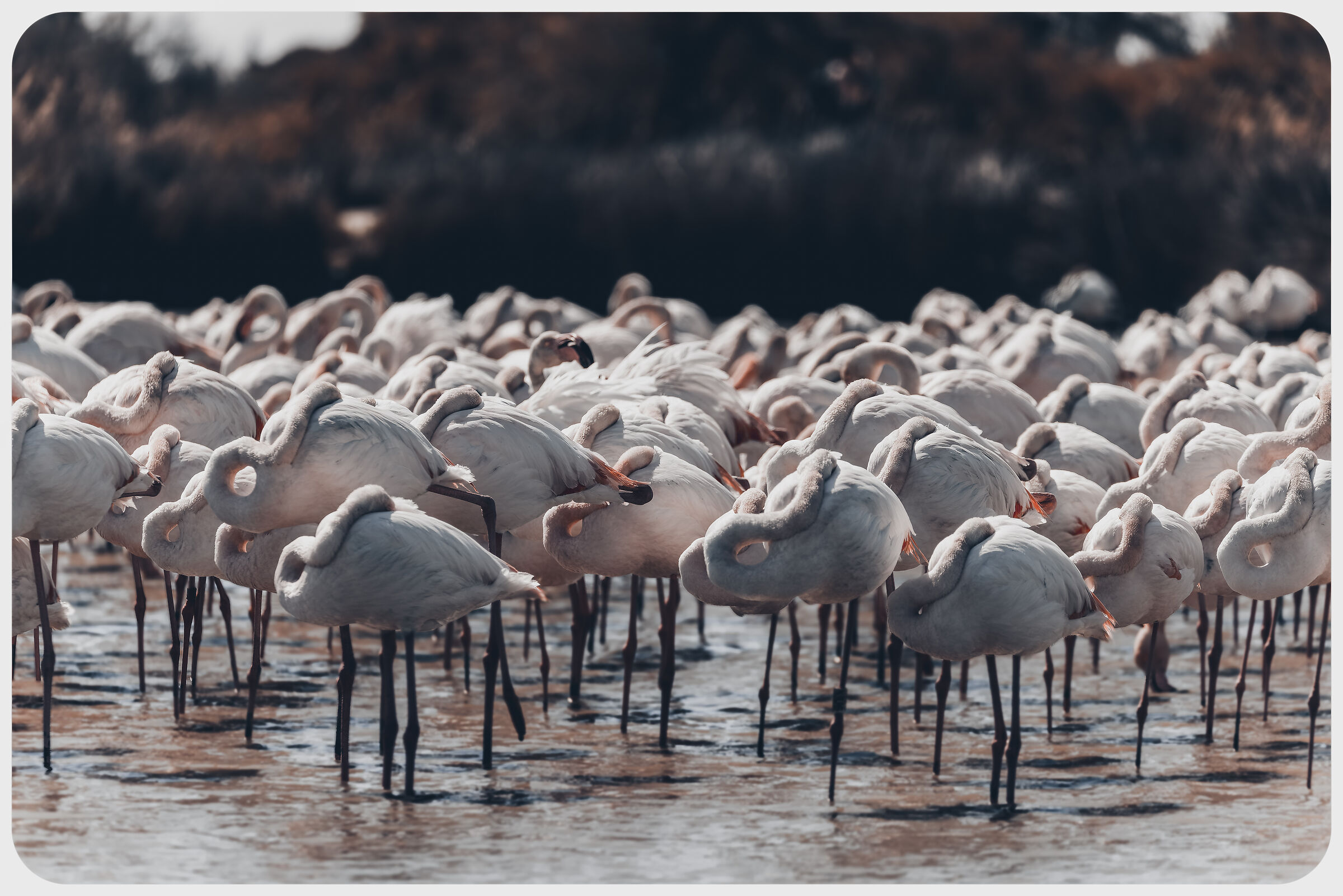 Camarque e le sue migrazioni
