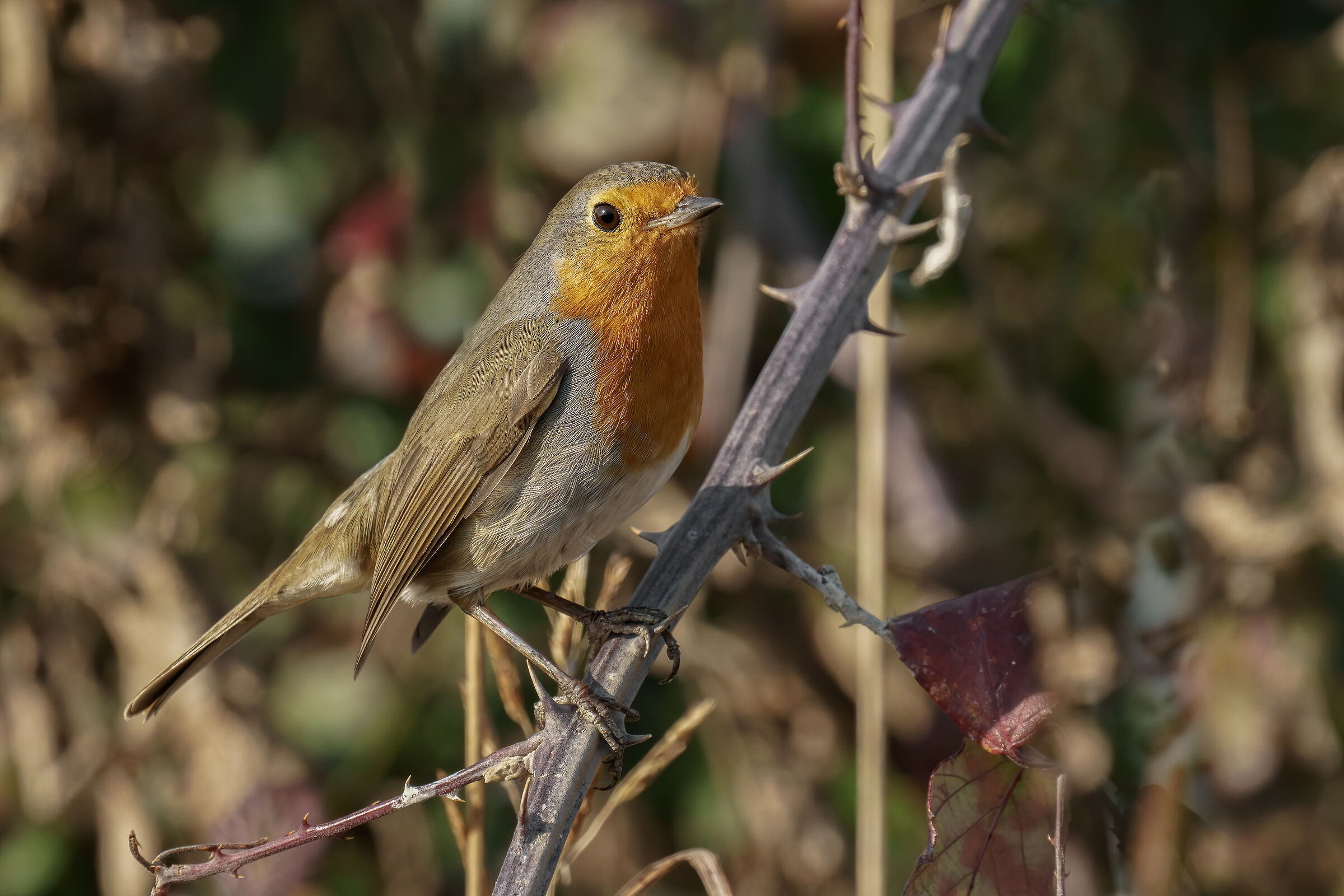 Pettirosso (Erithacus rubecula)