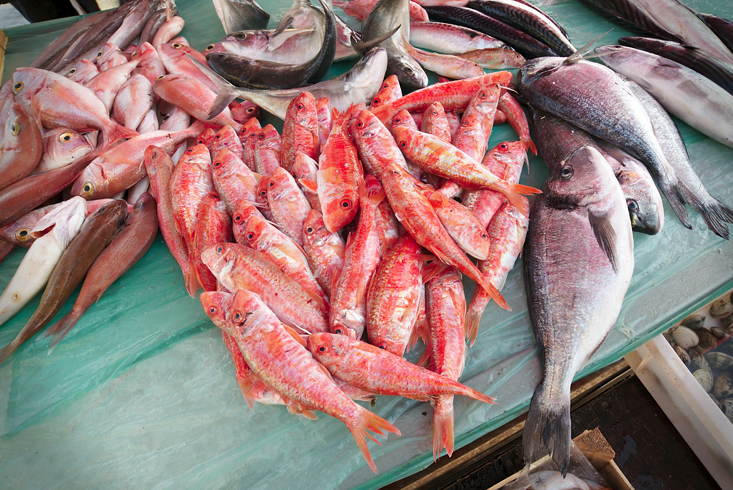 Red mullet