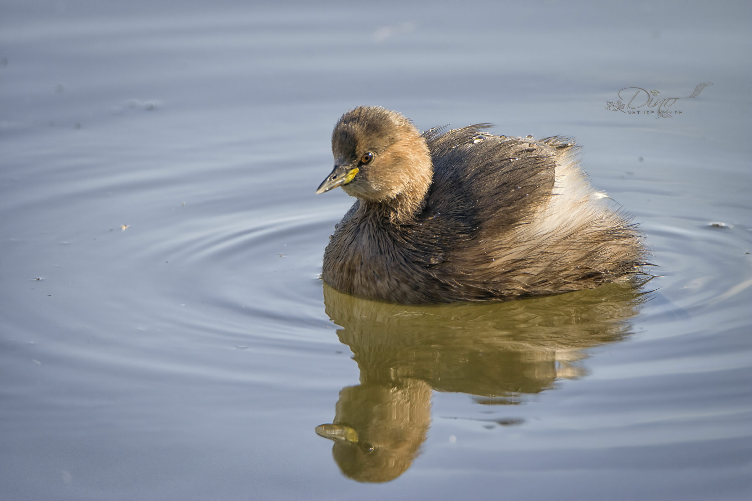 Dabchick