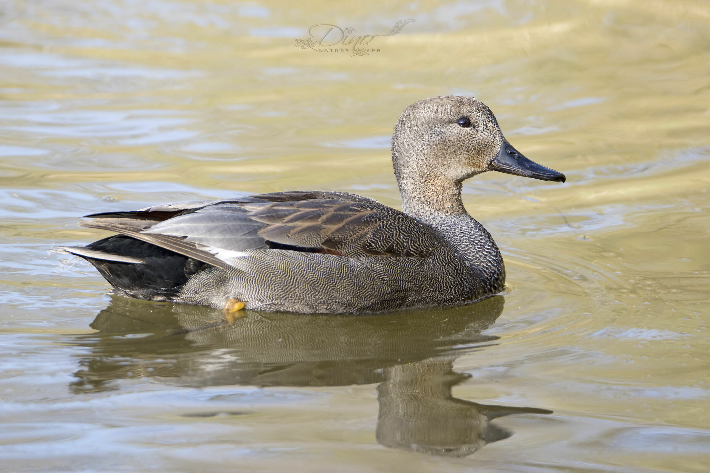 Gadwall