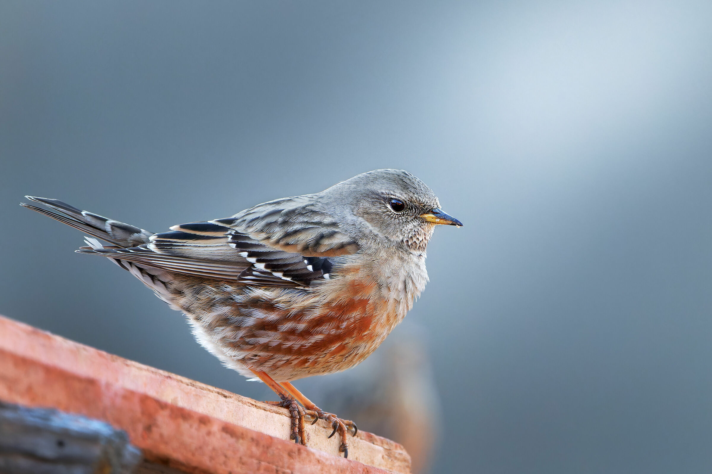 ALPINE ACCENTOR