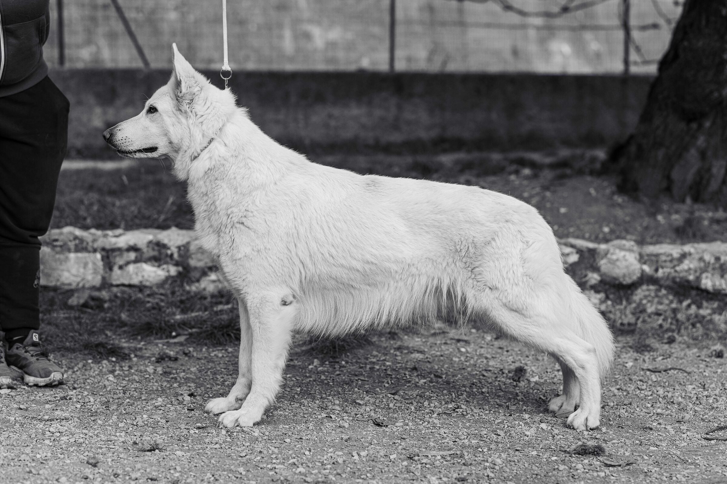 Altea della Vittoria Alata - PSB