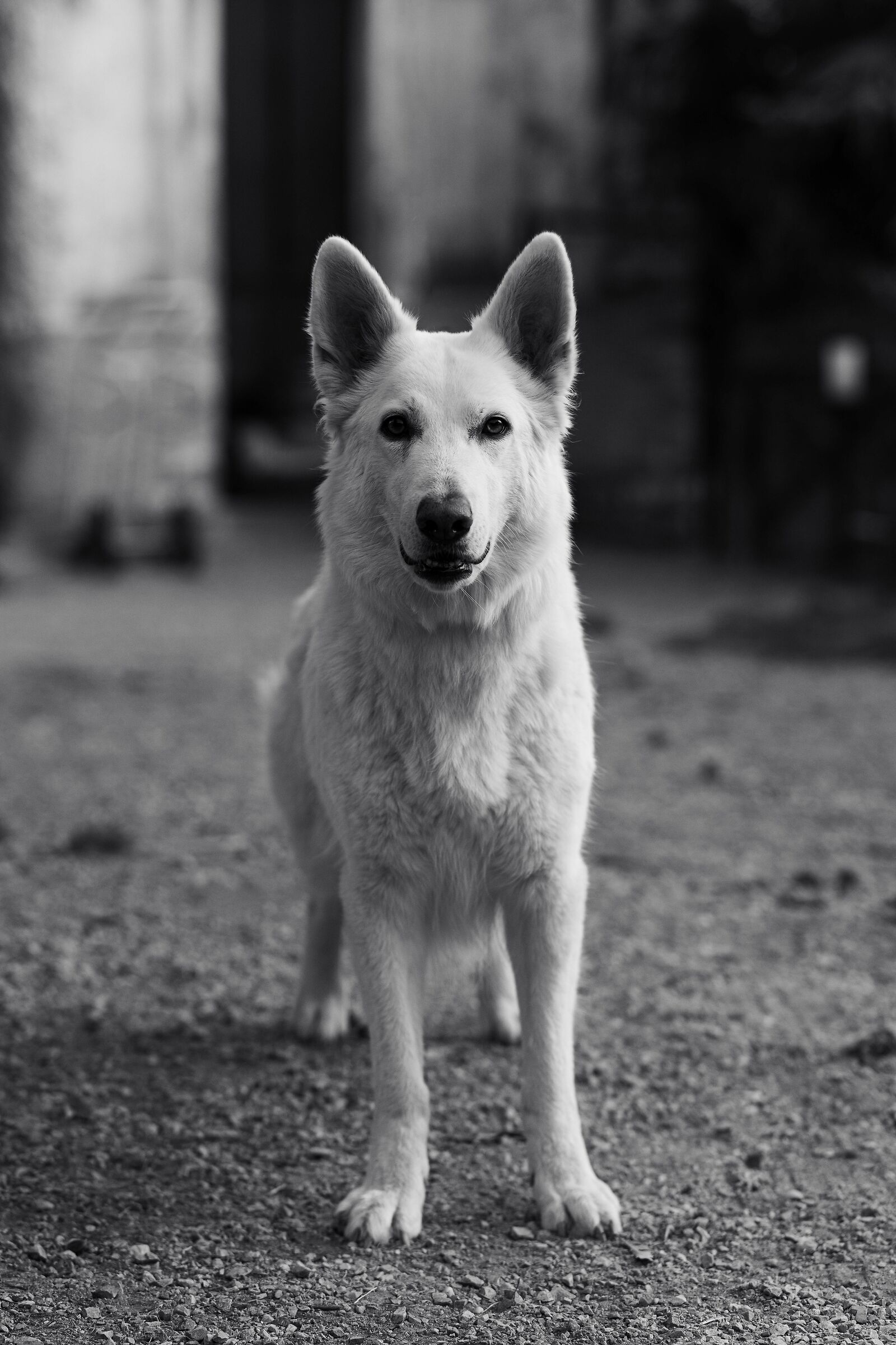 Altea della Vittoria Alata - PSB