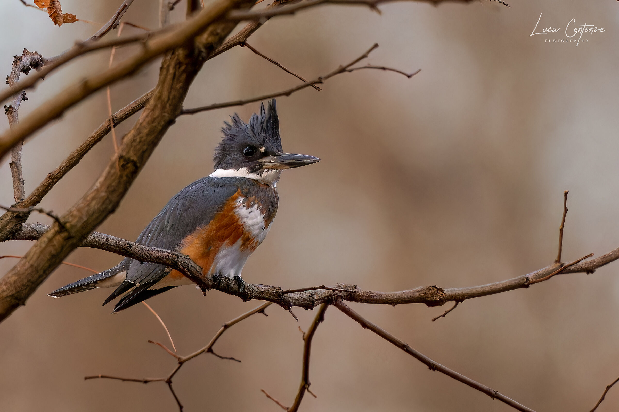 Belted Kingfisher (Megaceryle alcyon) femmina
