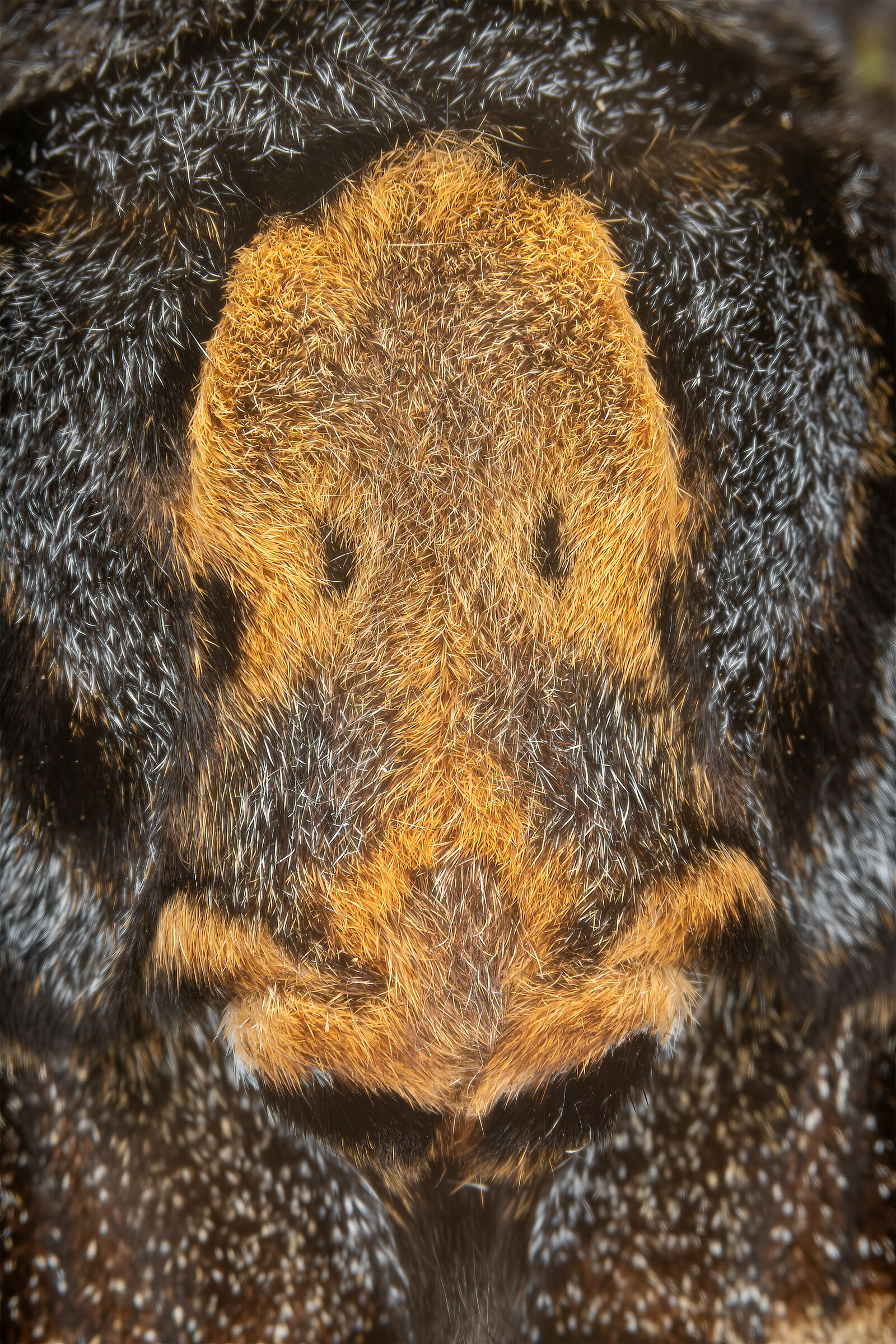 Acherontia atropos, testa di morto