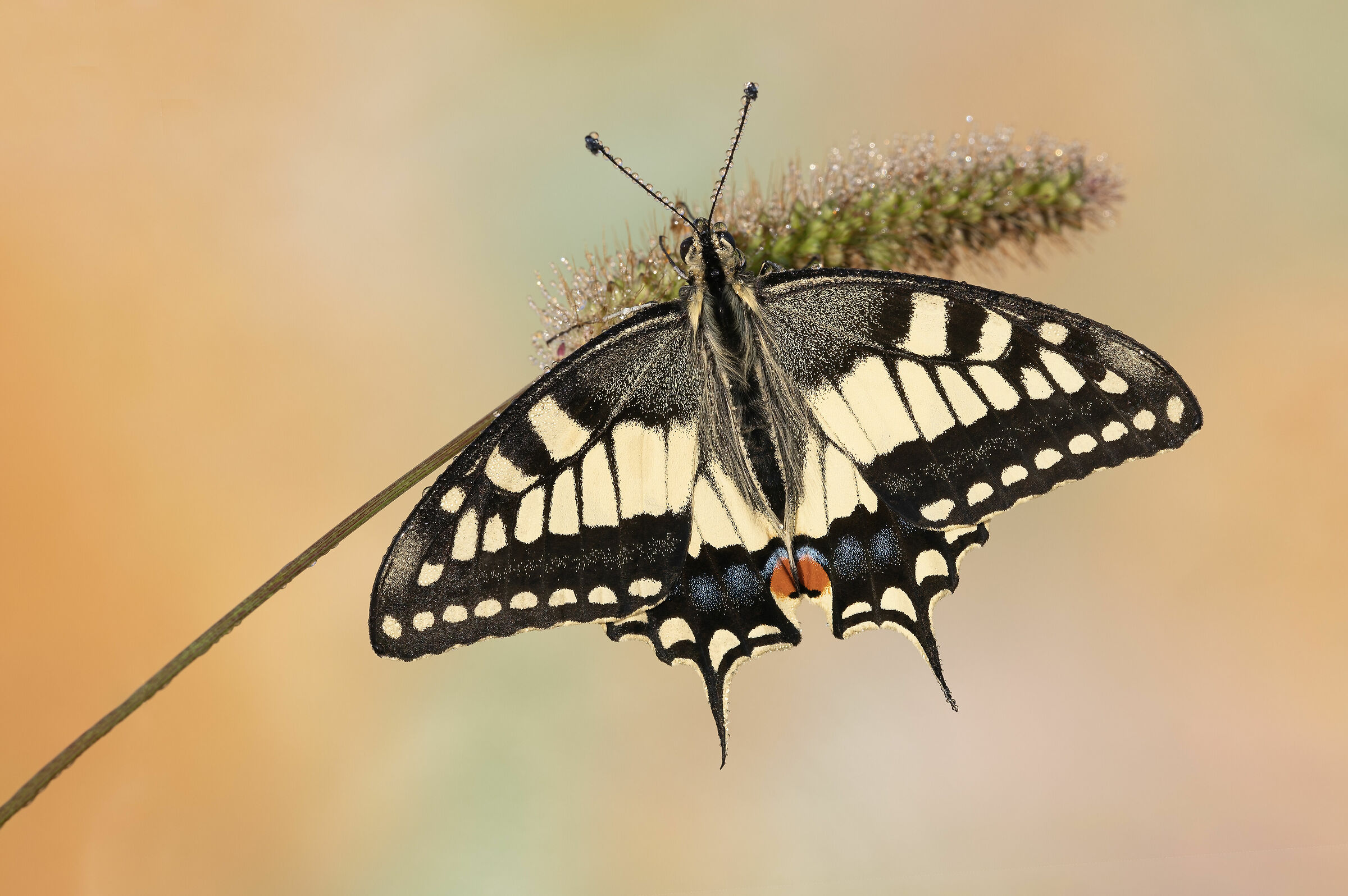 Swallowtail