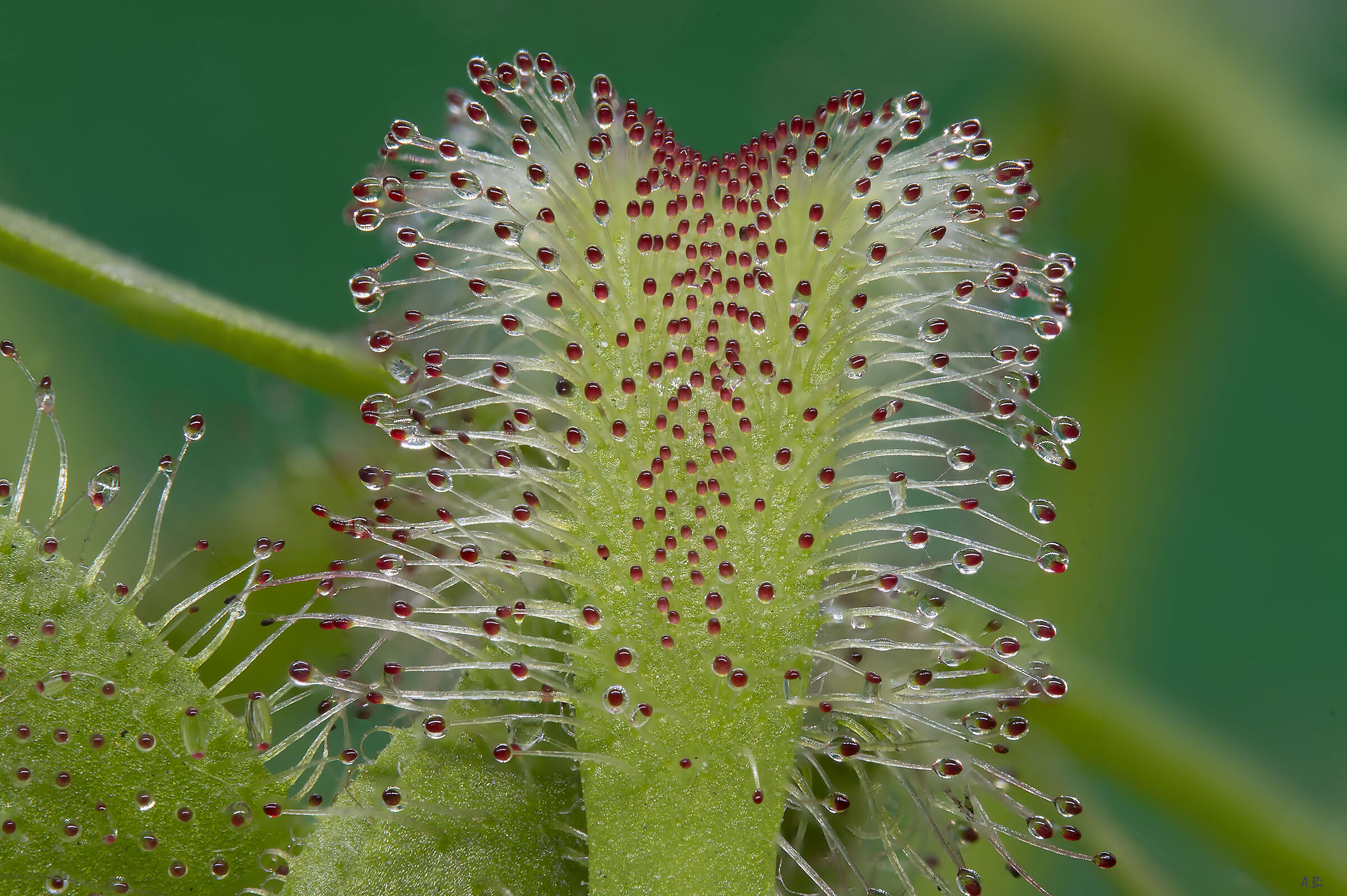 Drosera Capensis