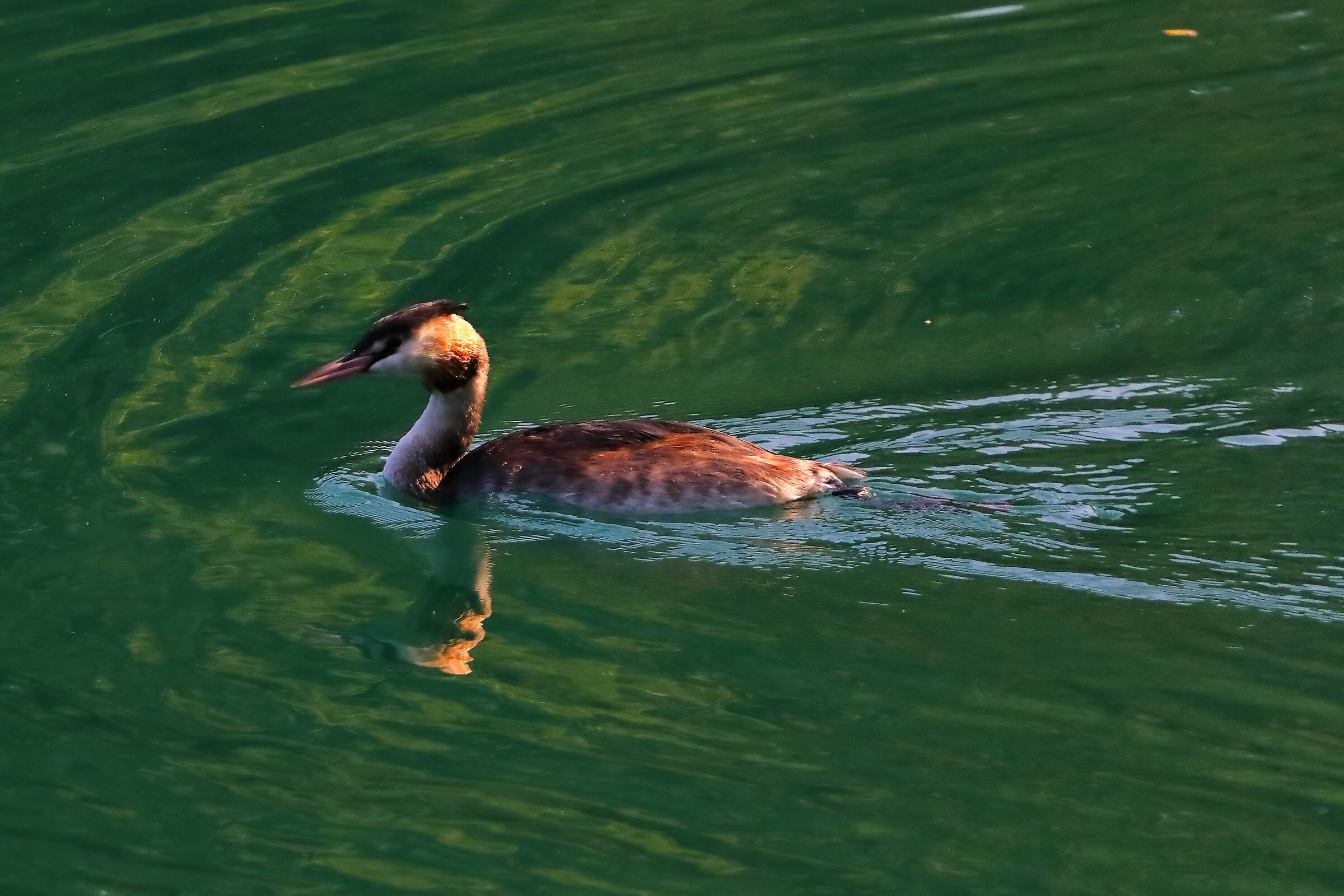 Grebe 02-10-2023