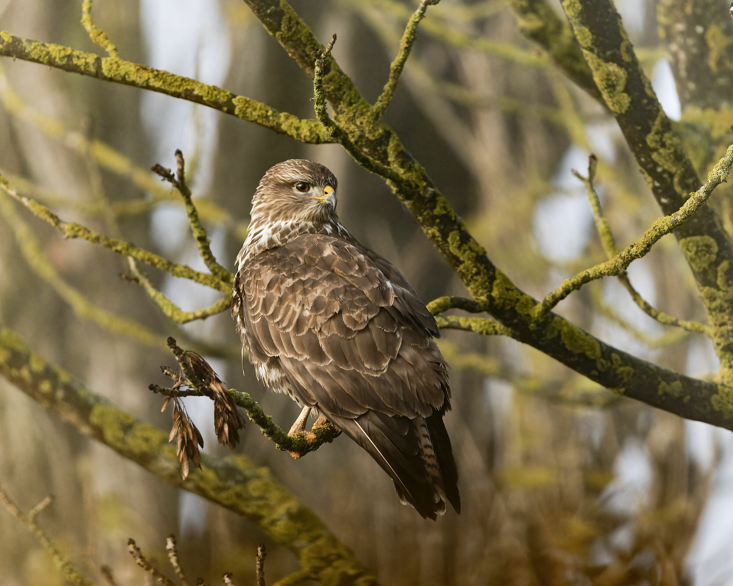 Buzzard