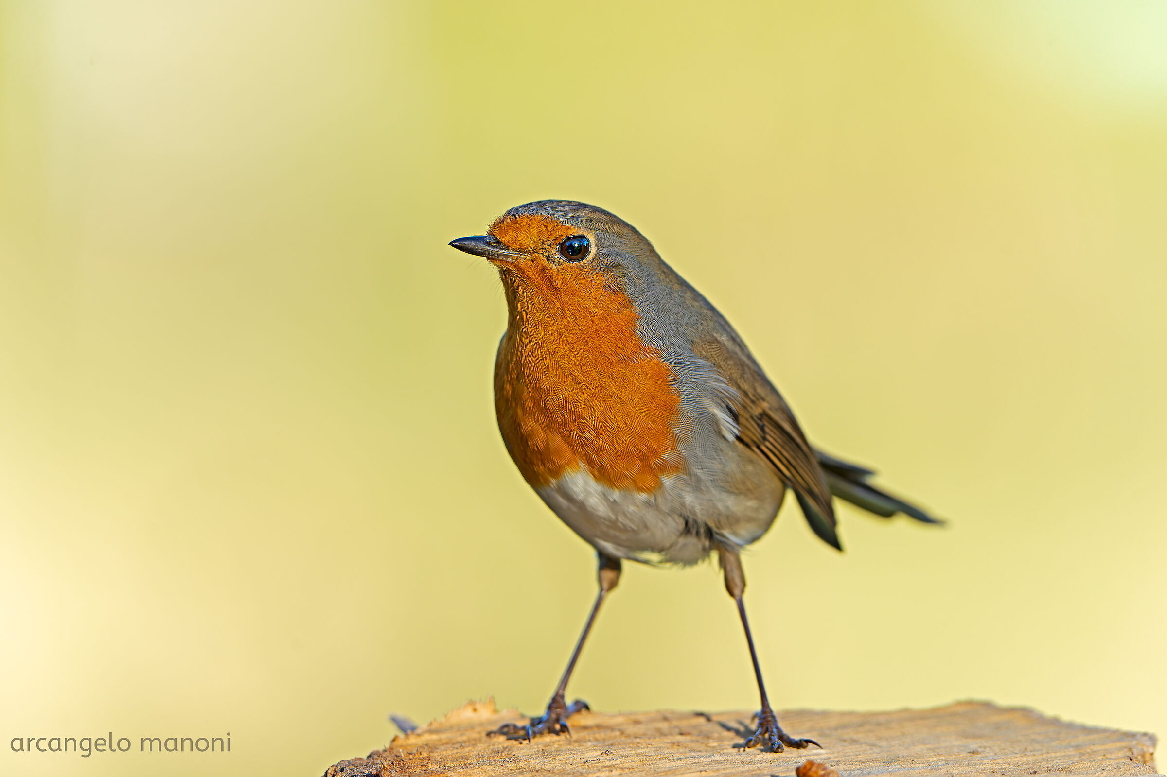 L'ultimo dei pettirossi