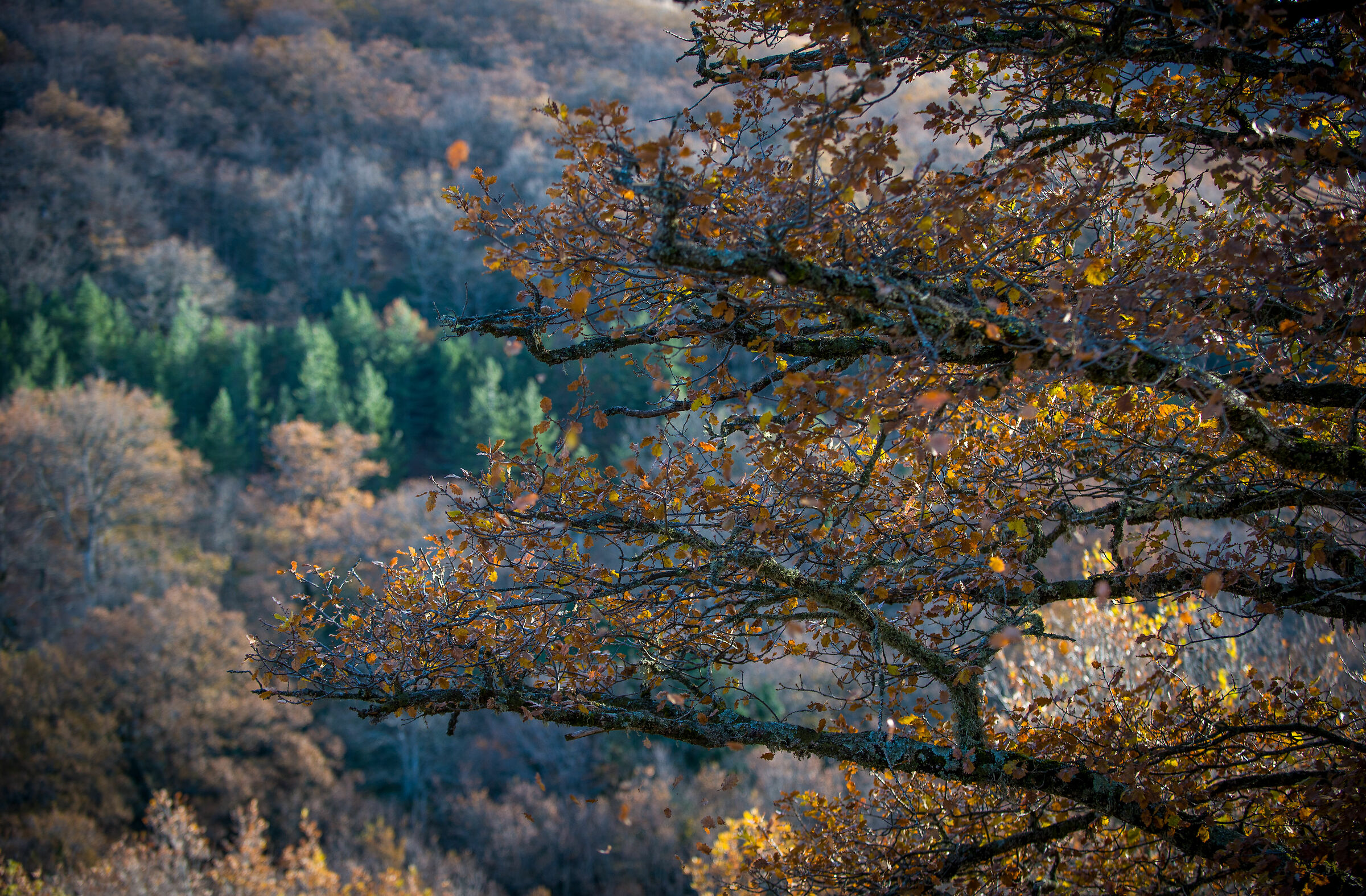 Autumn Contrast