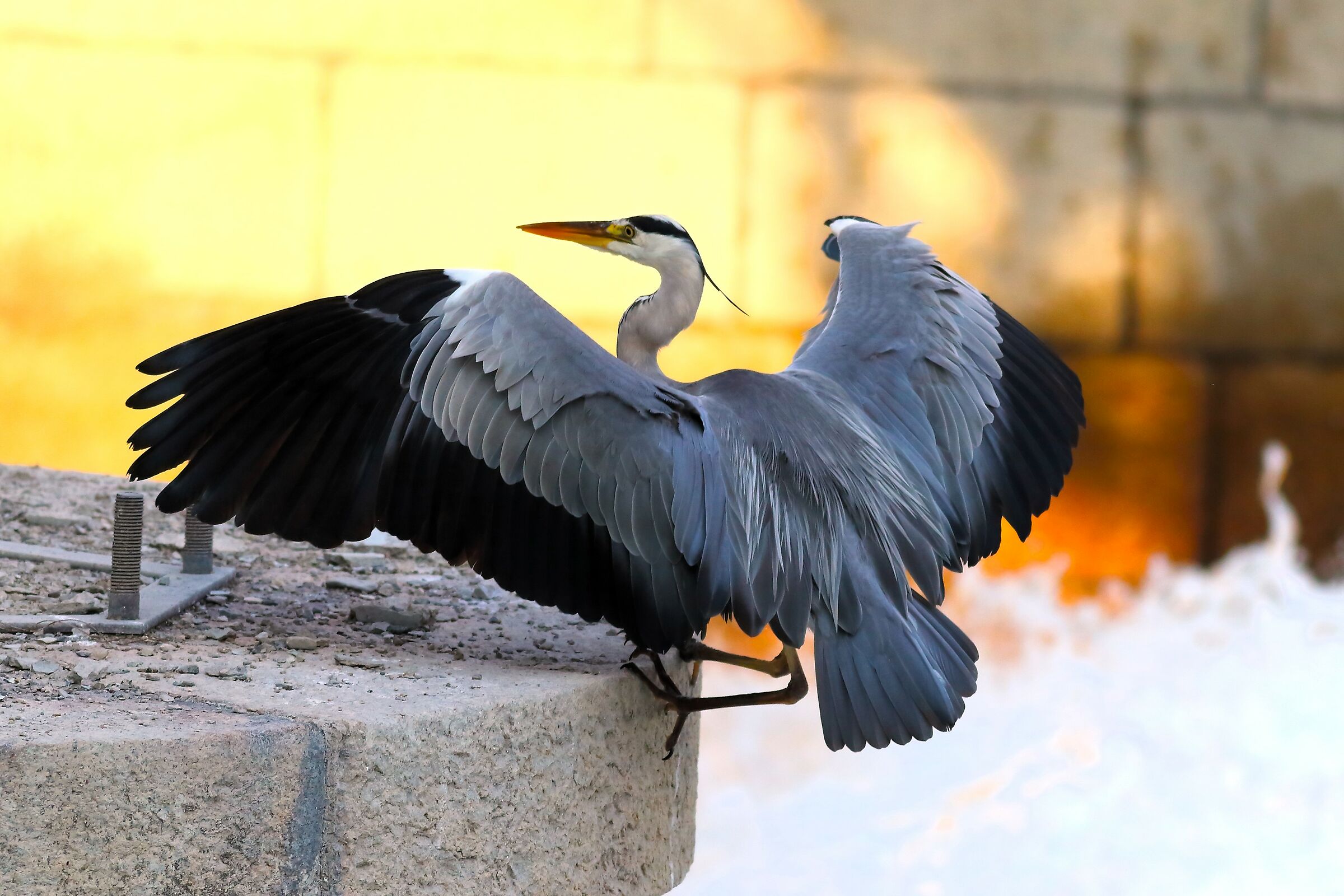 Cenerino 01 August 2023