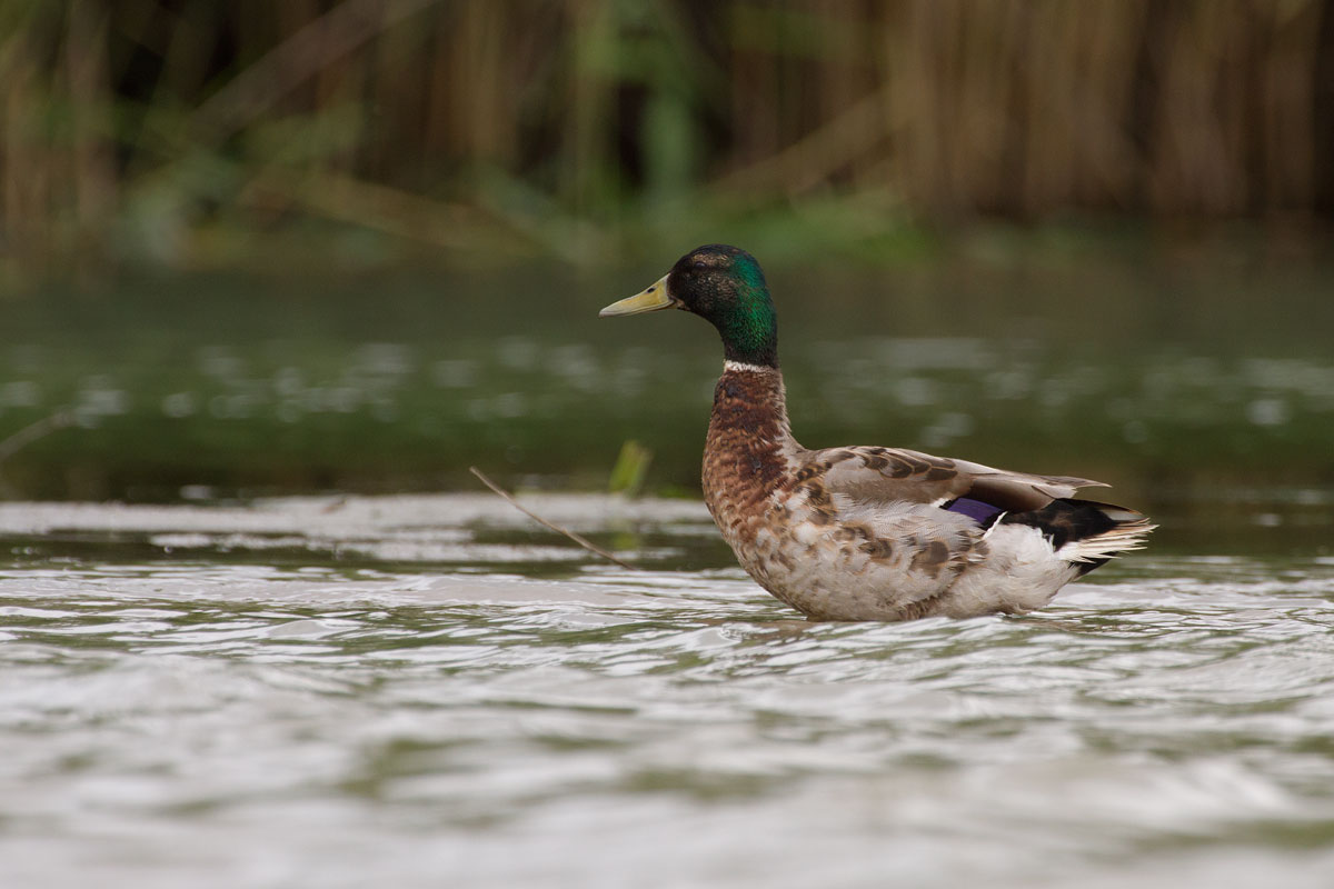 Mallard male