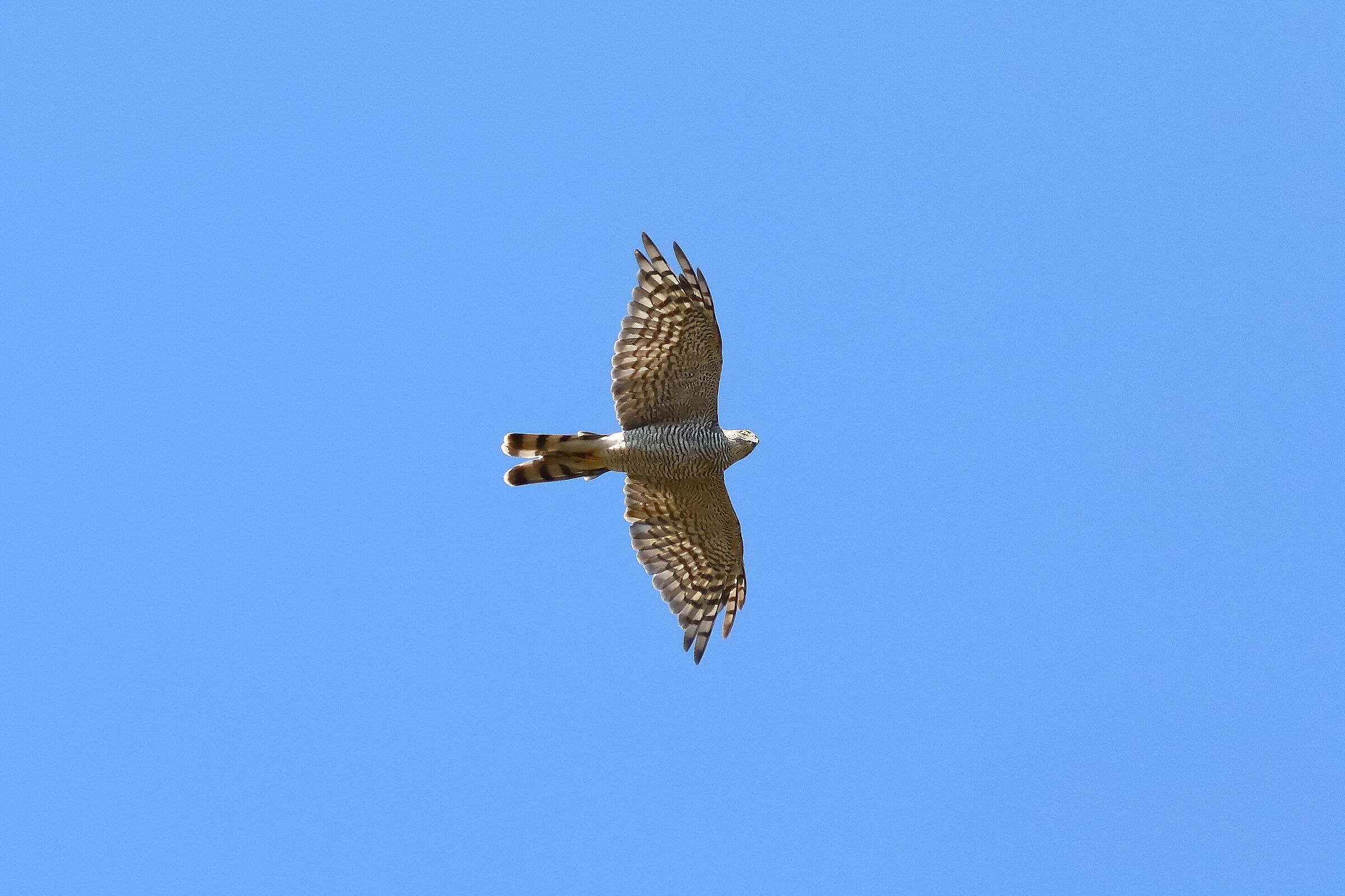 Sparrowhawk 05-08-2023