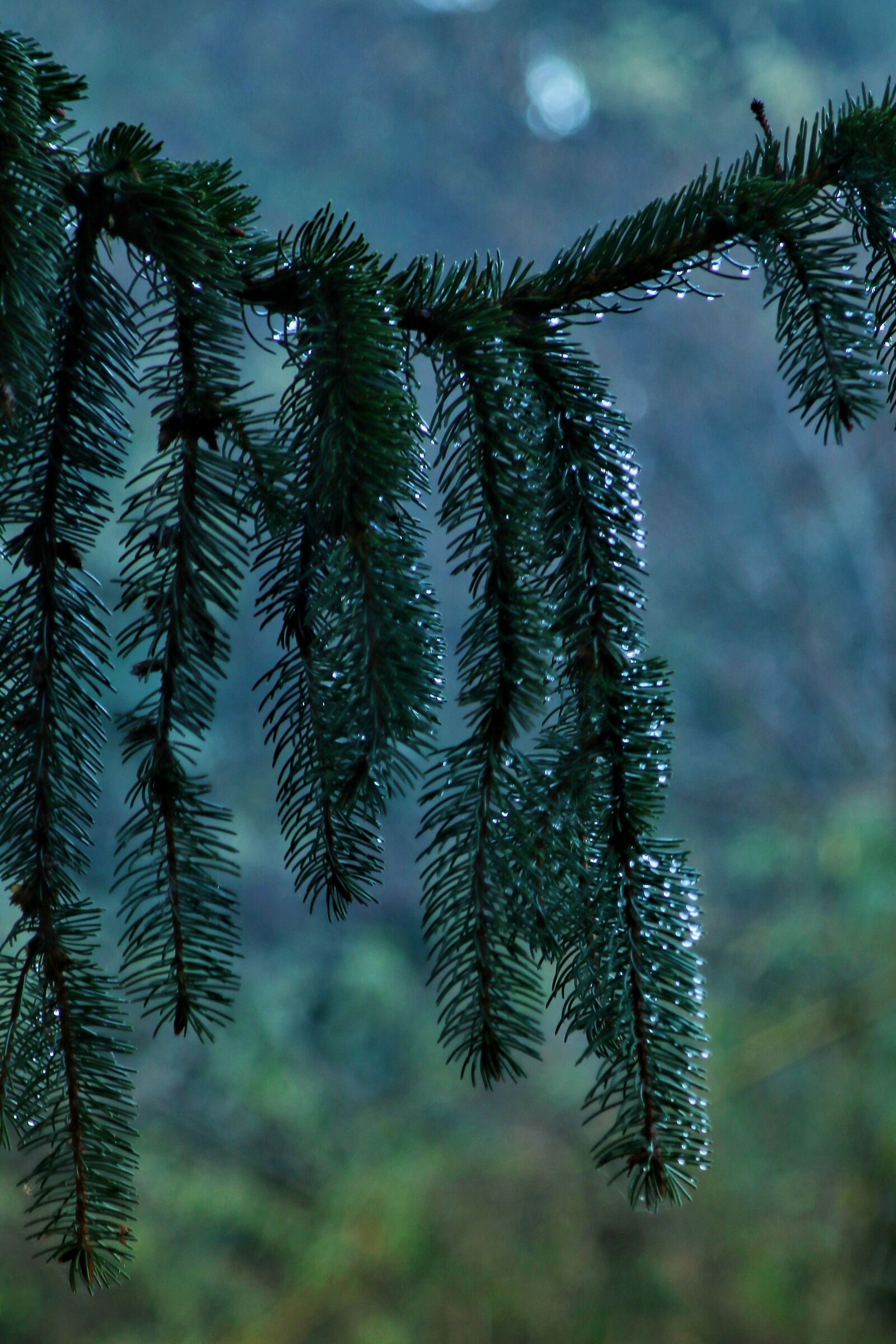 Pine Drops