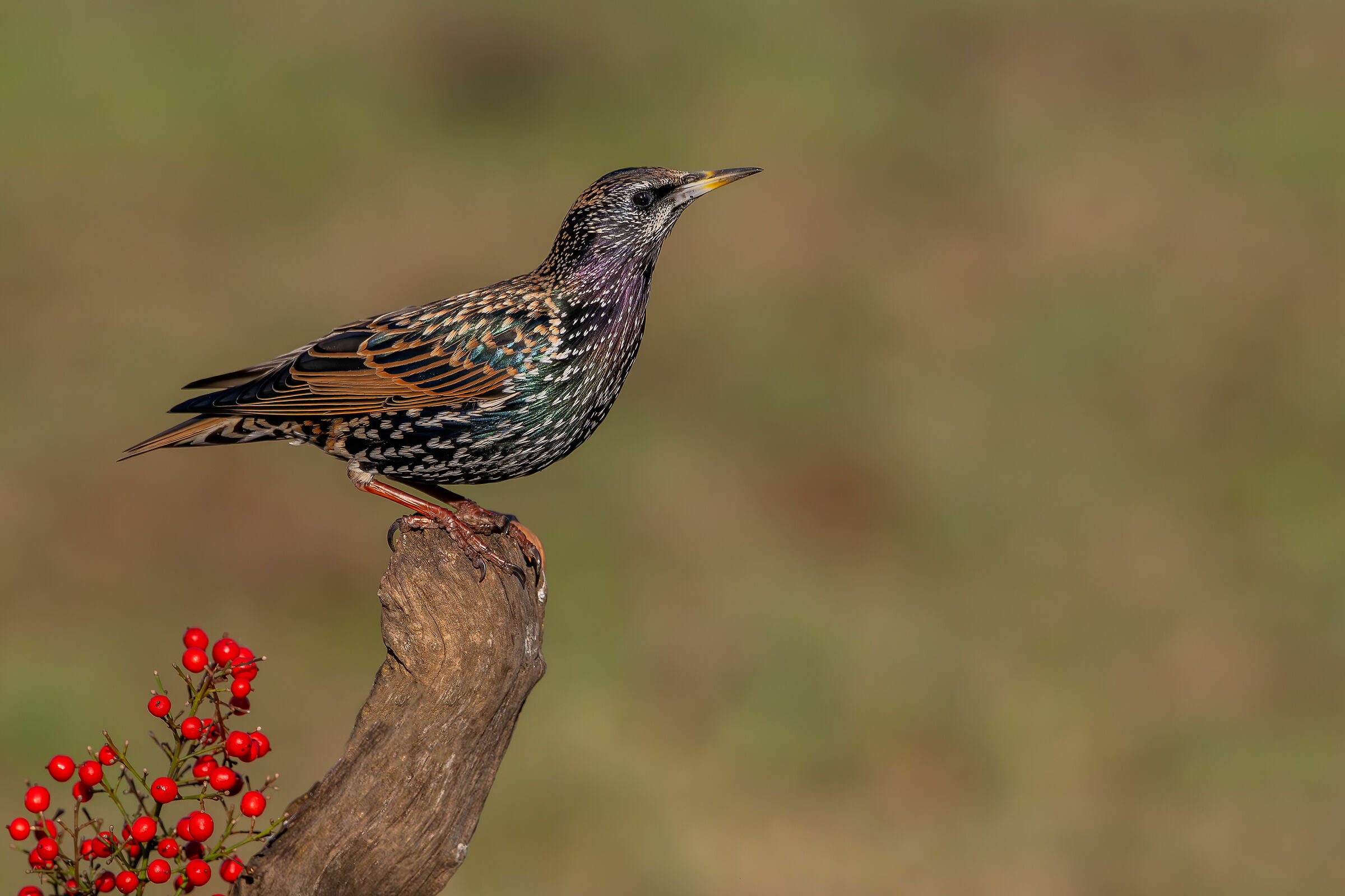 Reversal #capannocora