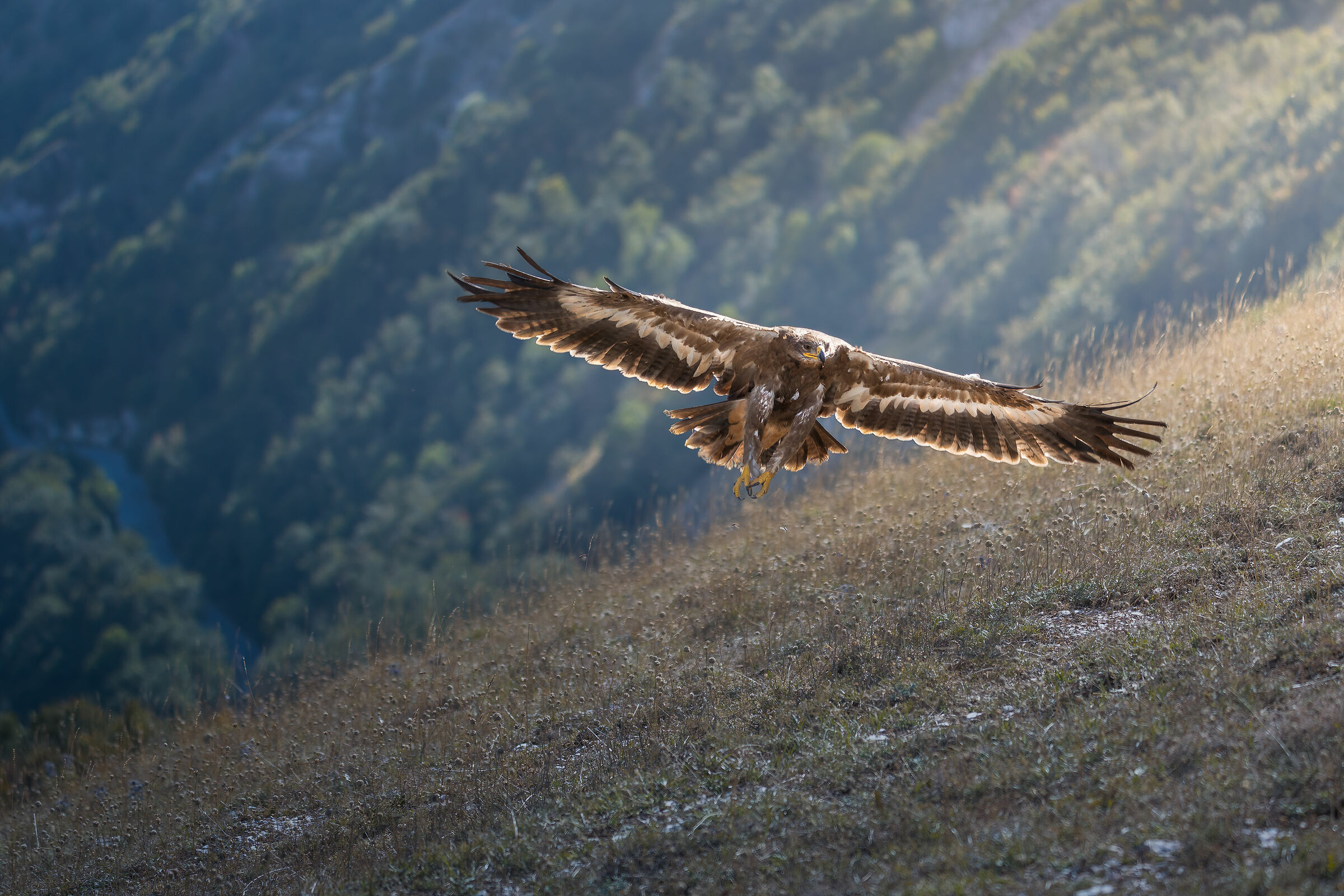 Eagle