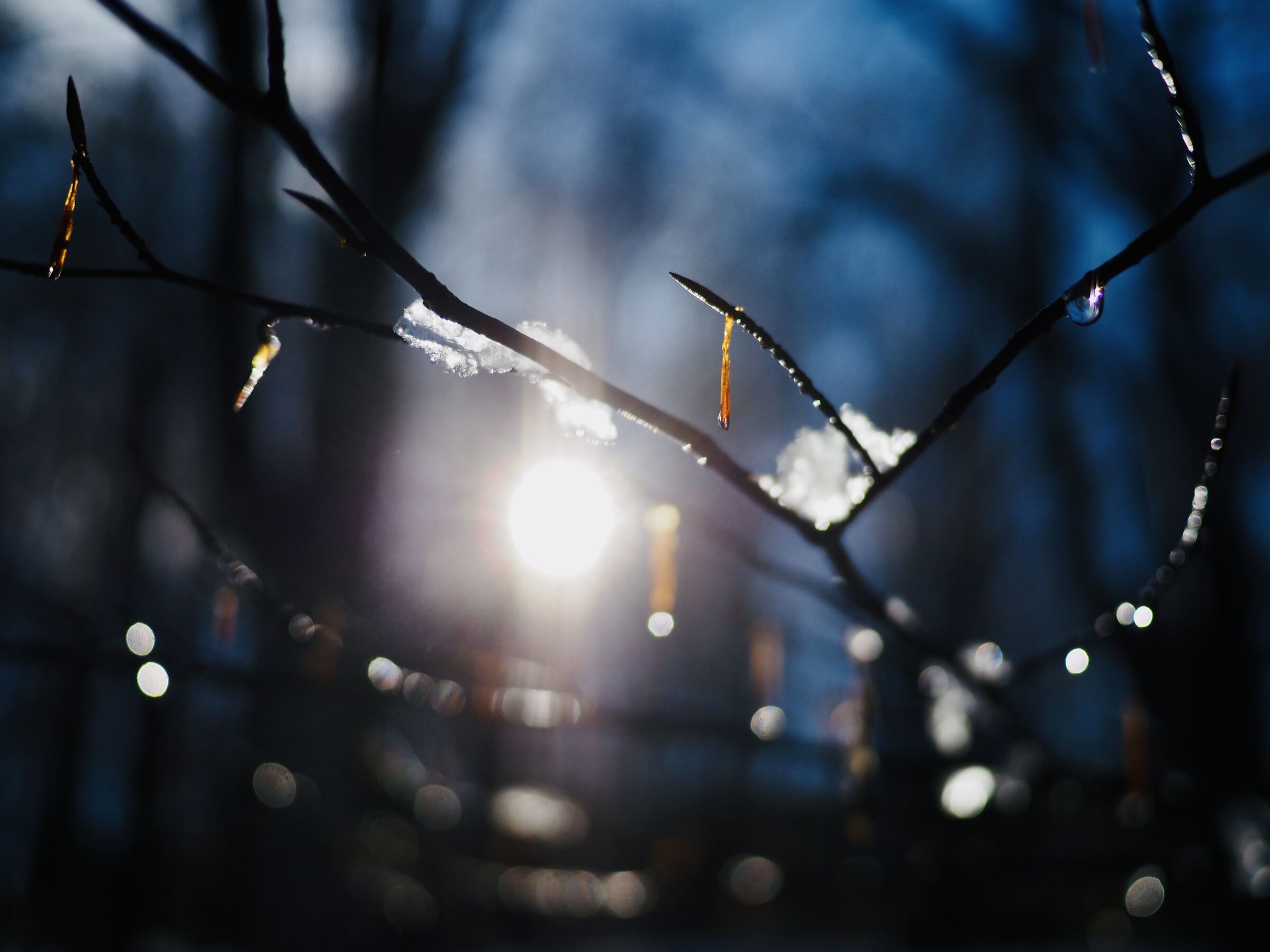 The poetry of the winter forest