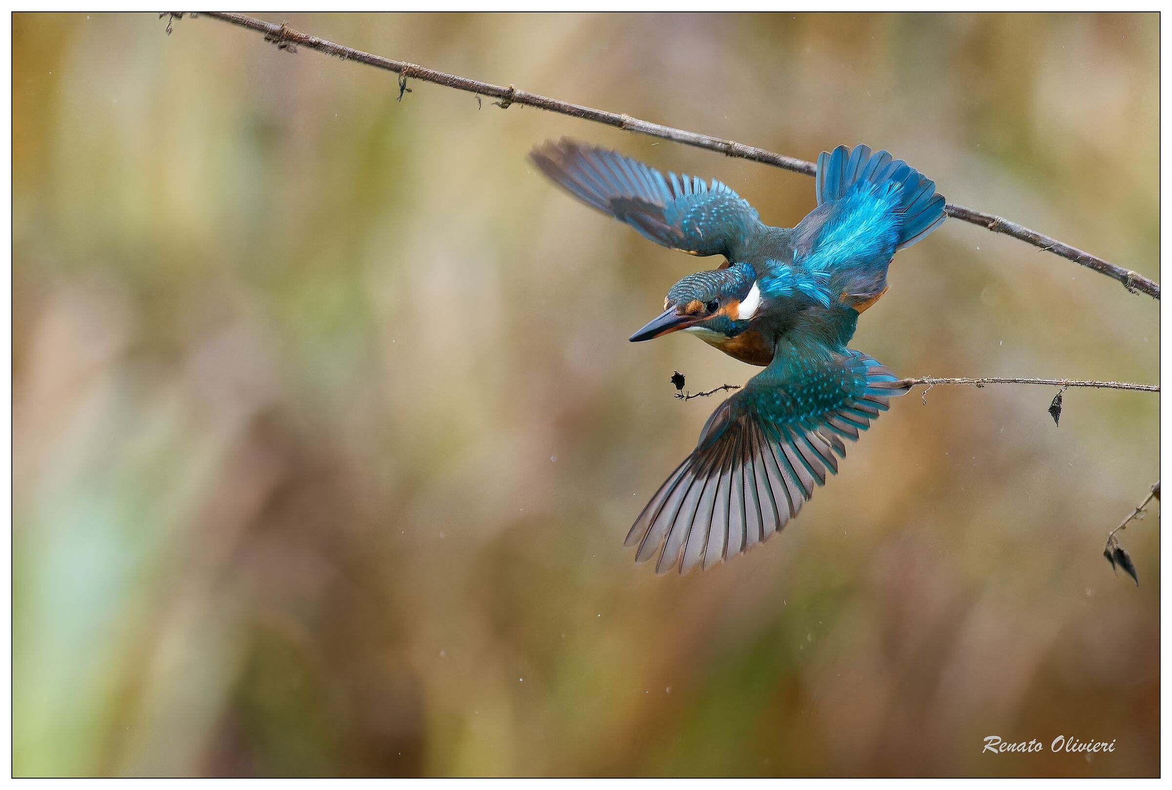 Kingfisher (Alcedo atthis