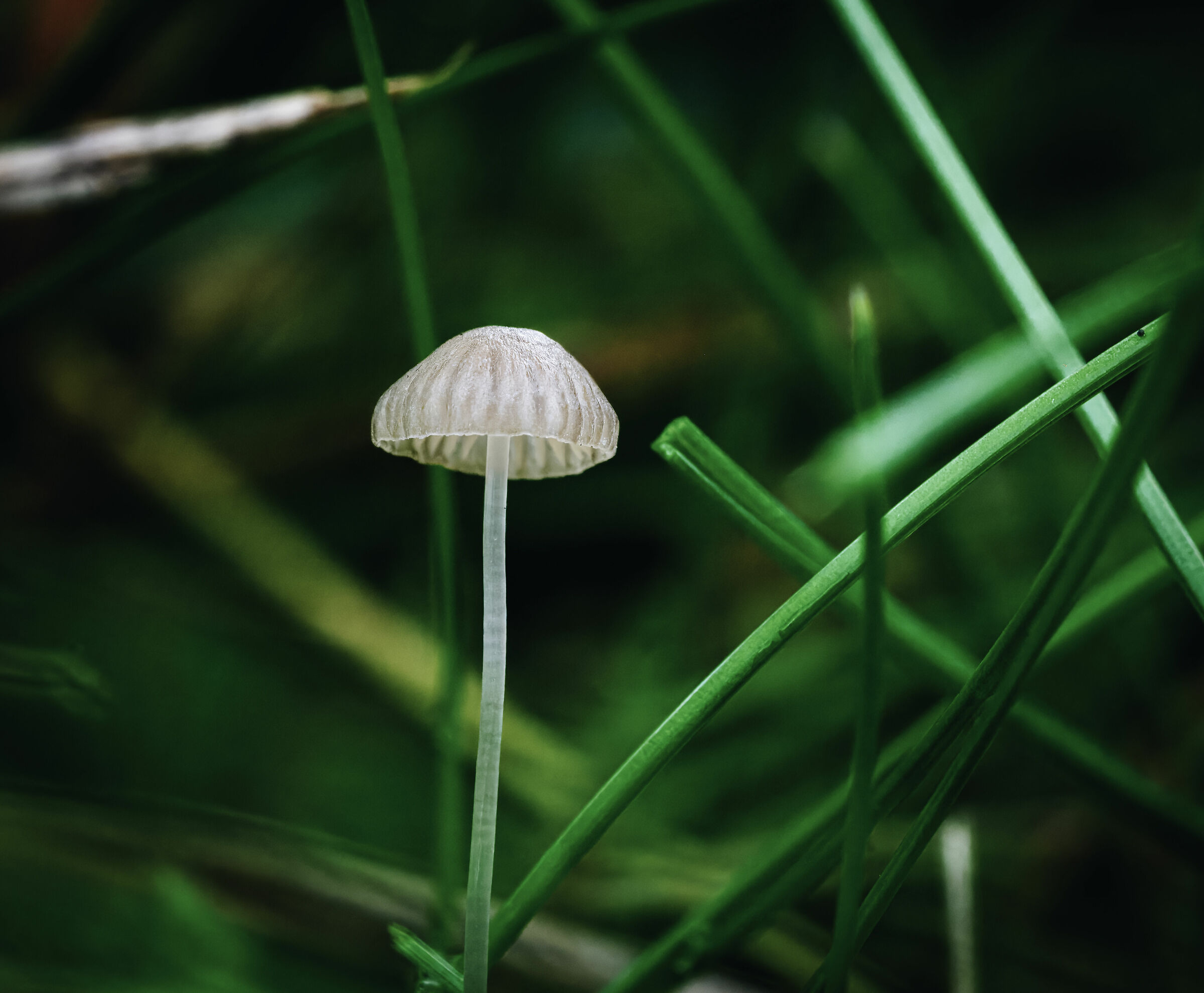Between the blades of grass