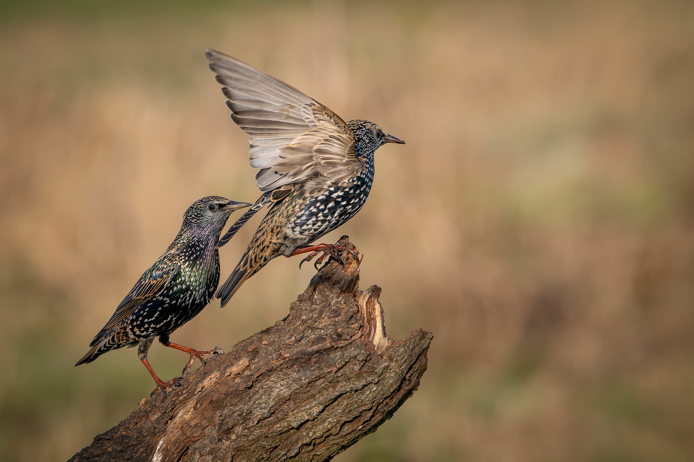 Reversal #capannocora