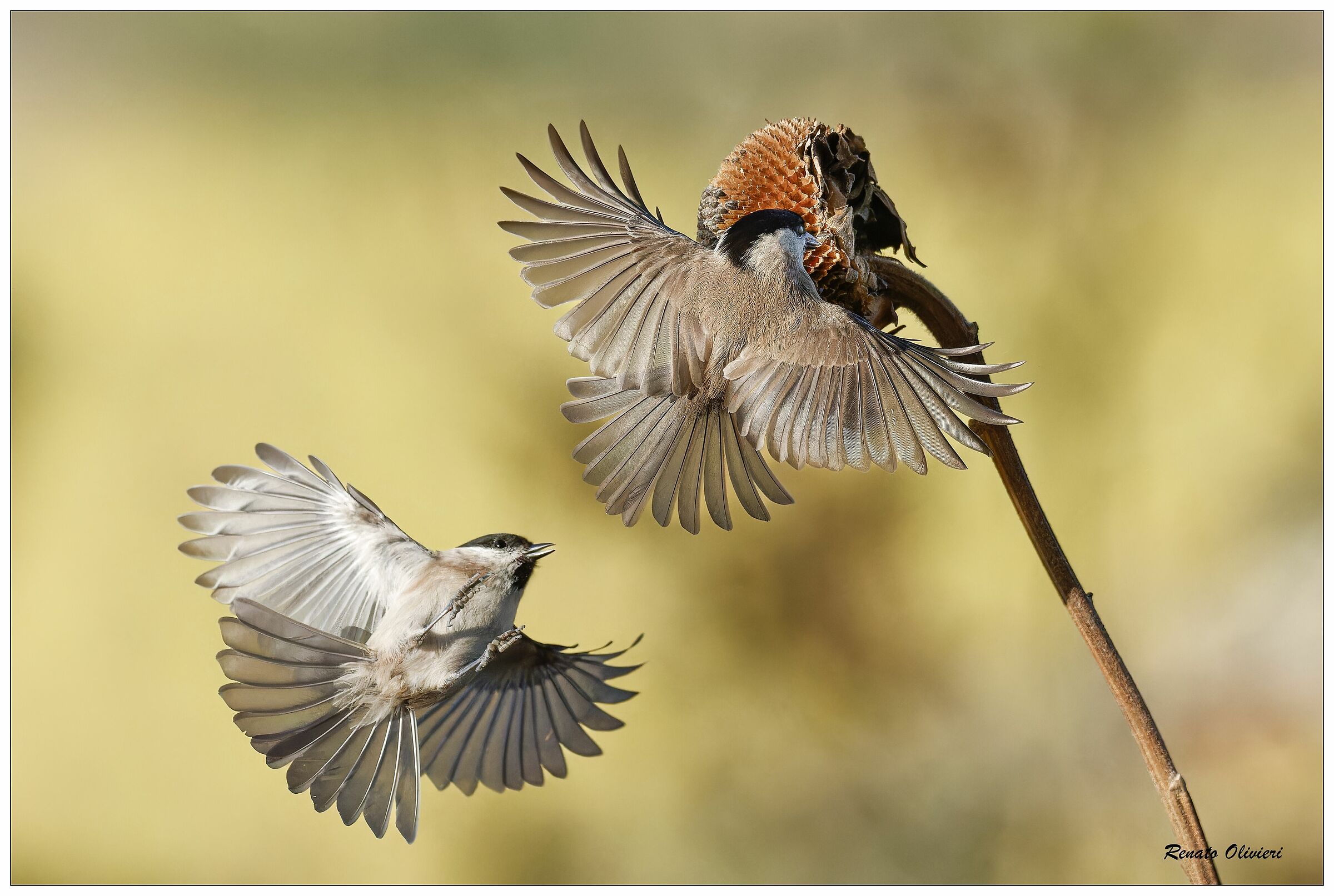Cince Bige alla ricerca di semi