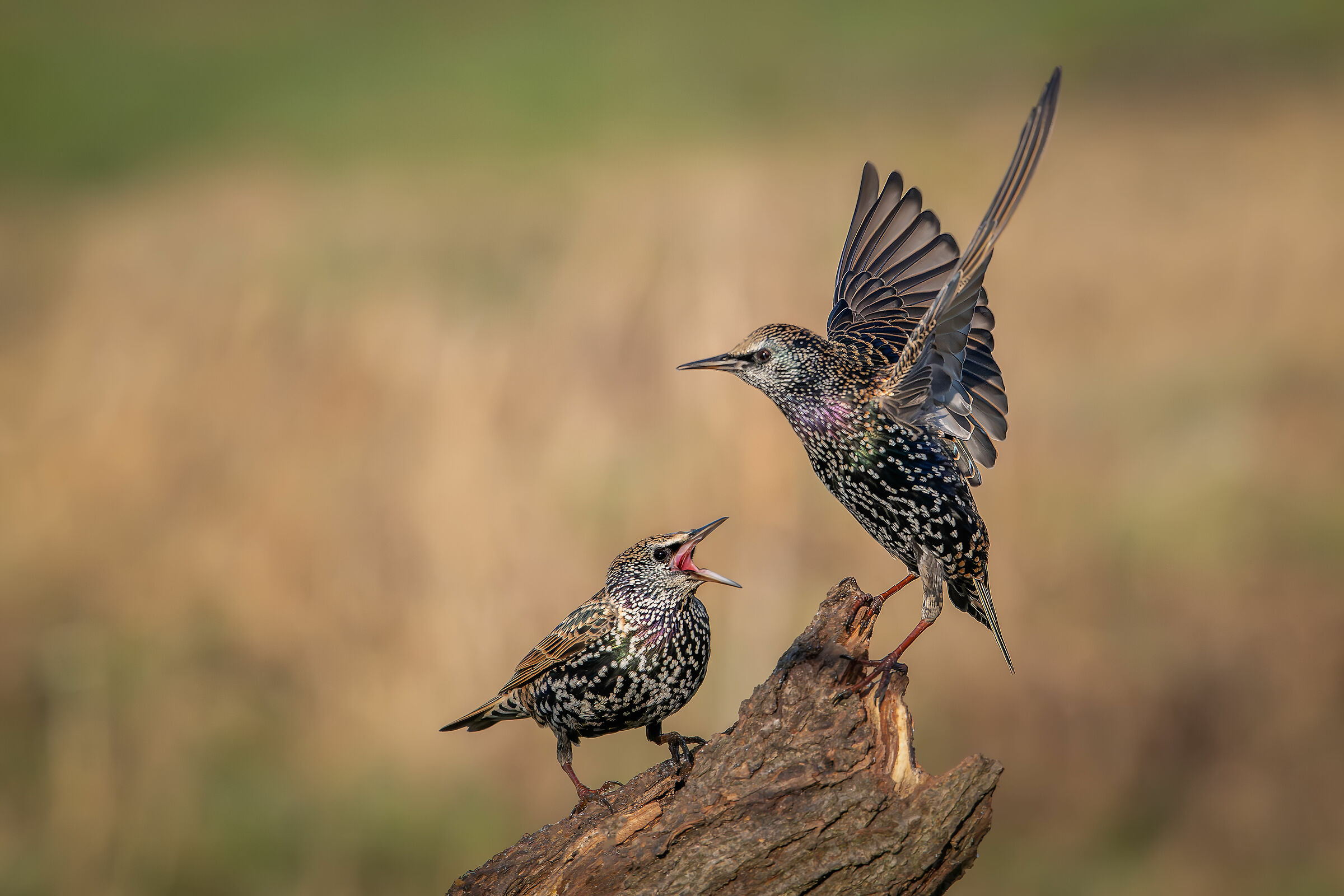 Bickering #capannocora