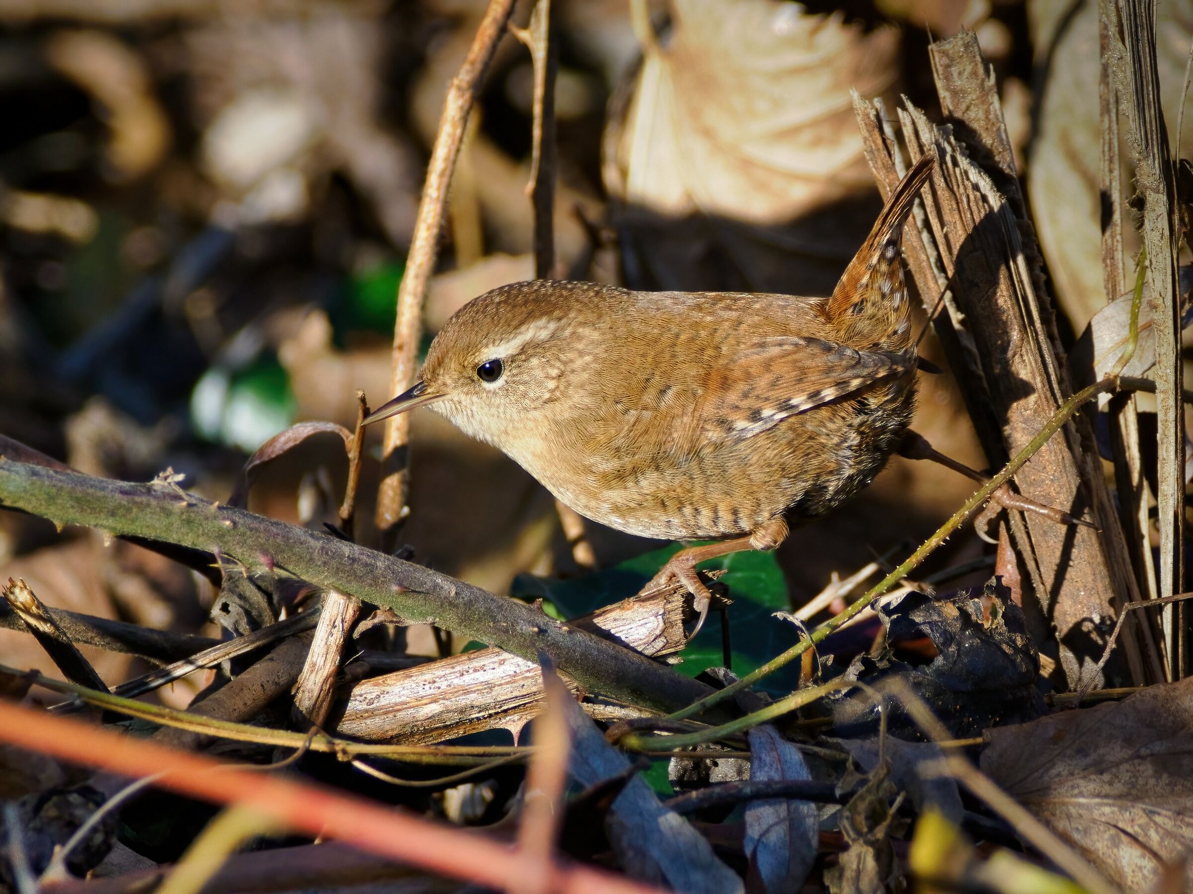 Wren