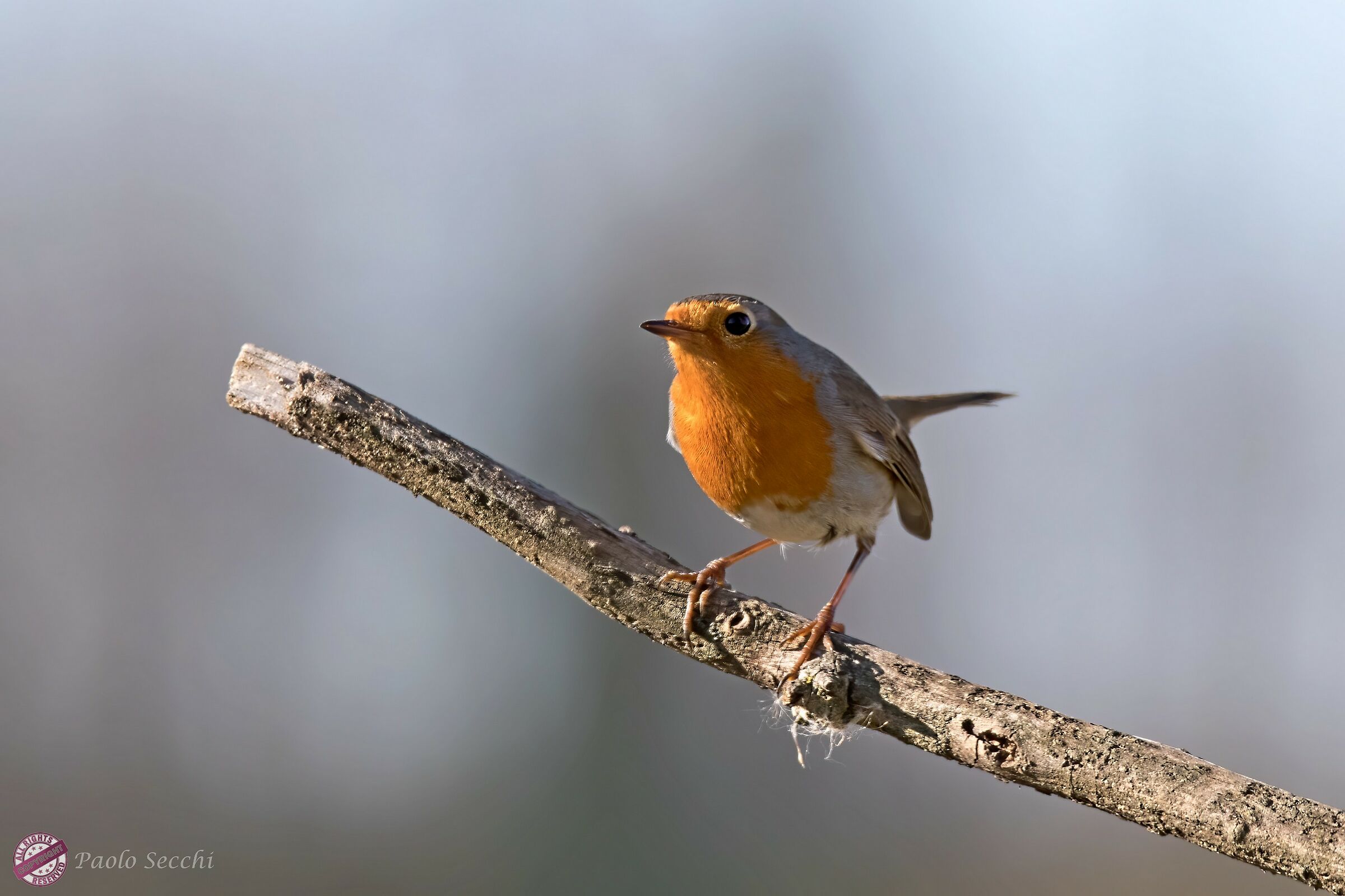 Robin on the roost