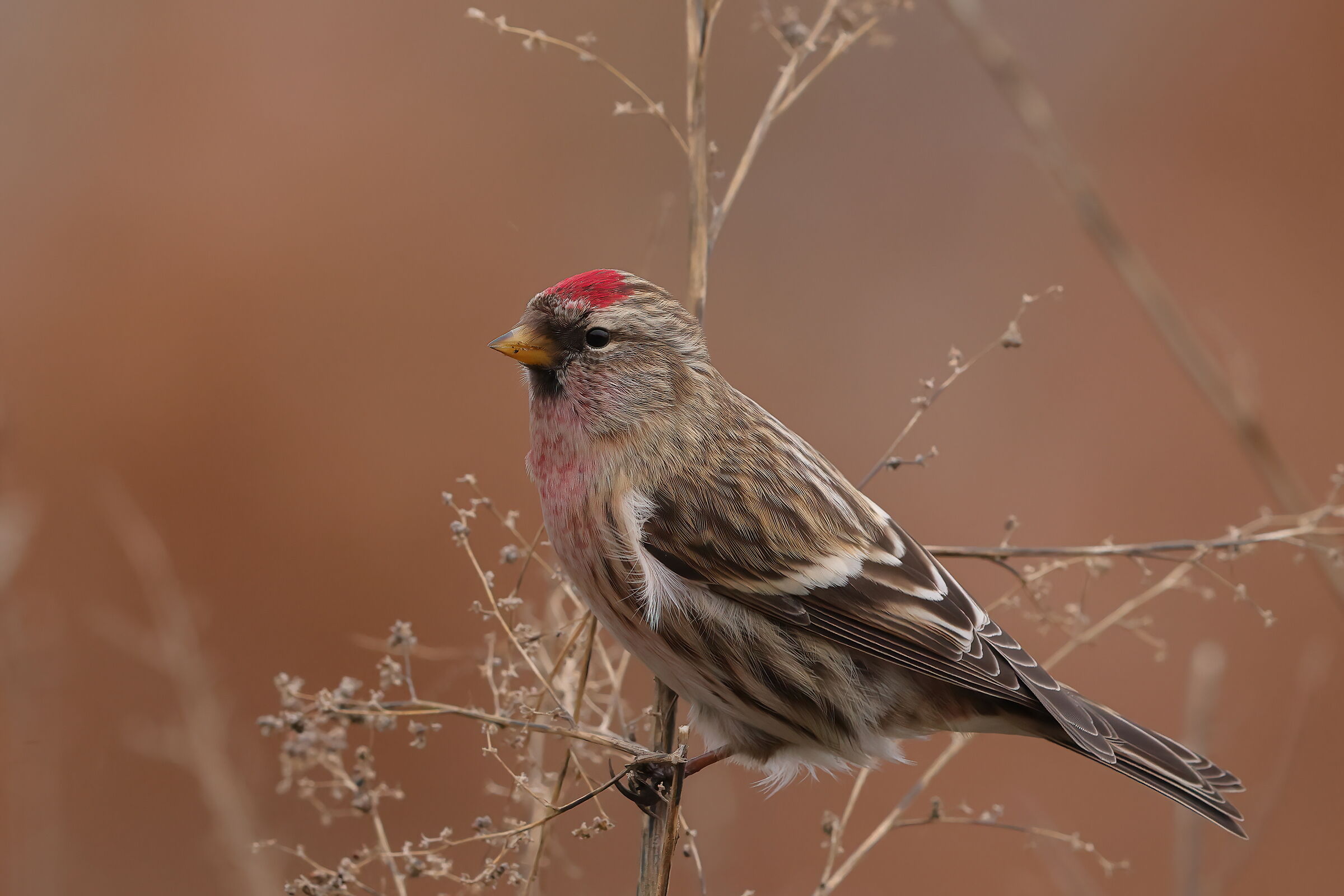 Redpoll