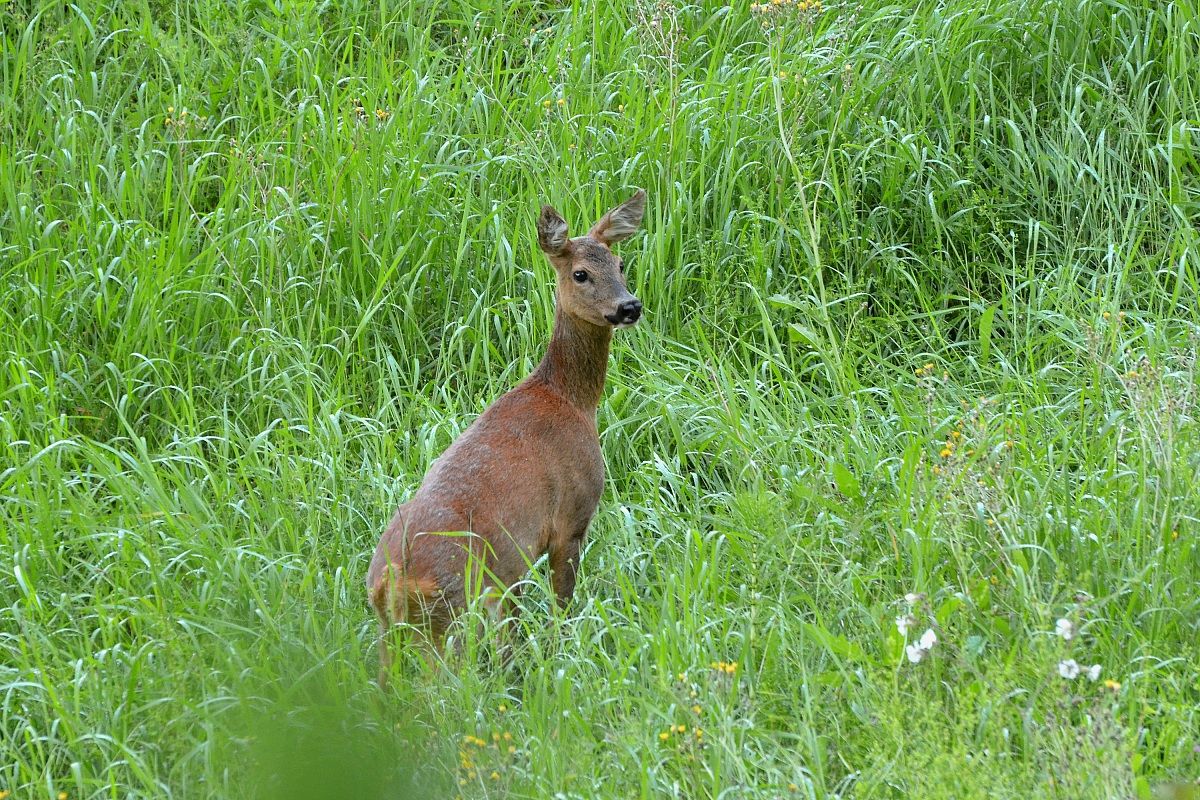 Female roe deer