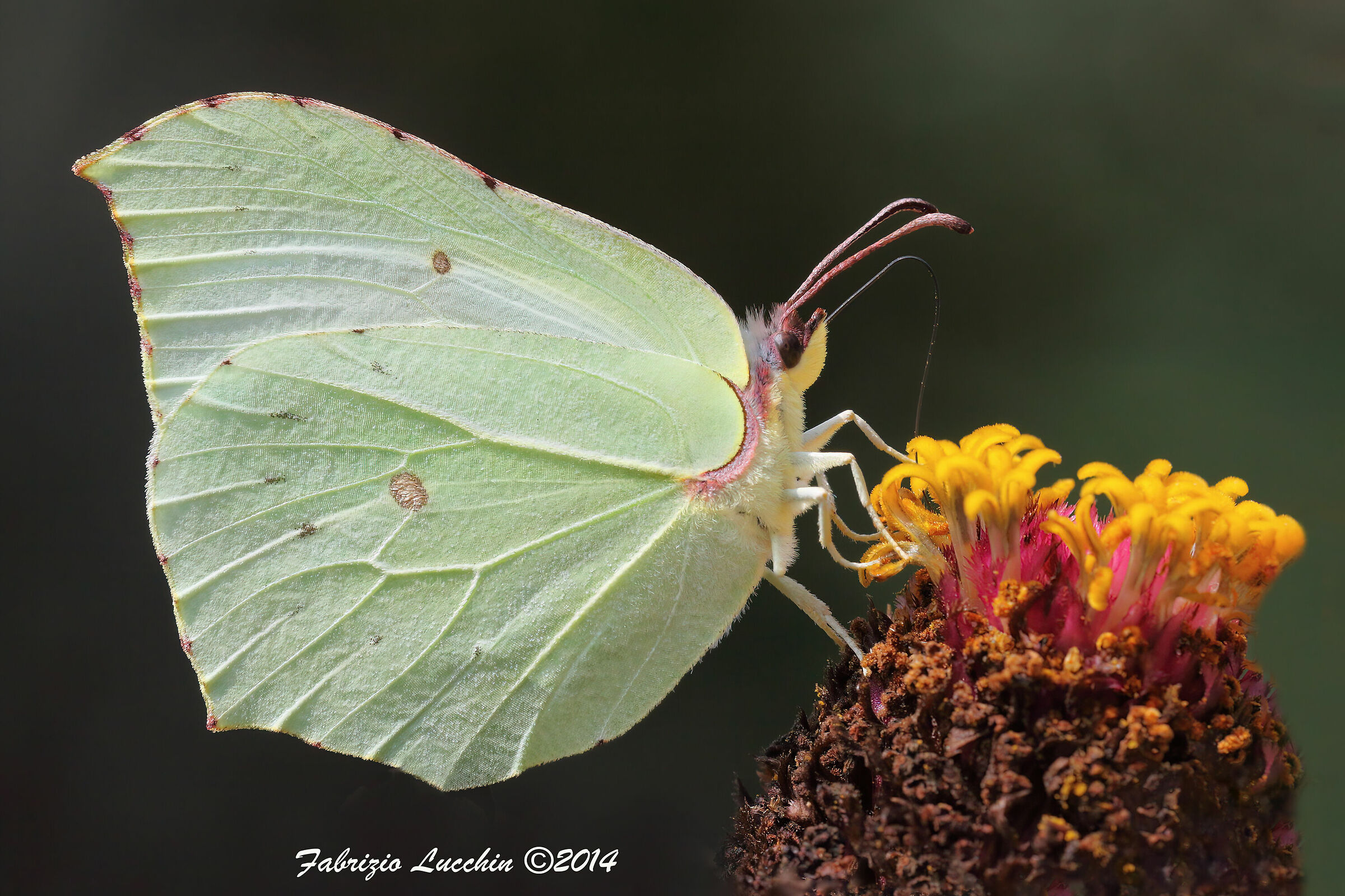 Gonepteryx rhamni (Esemplare femmina)