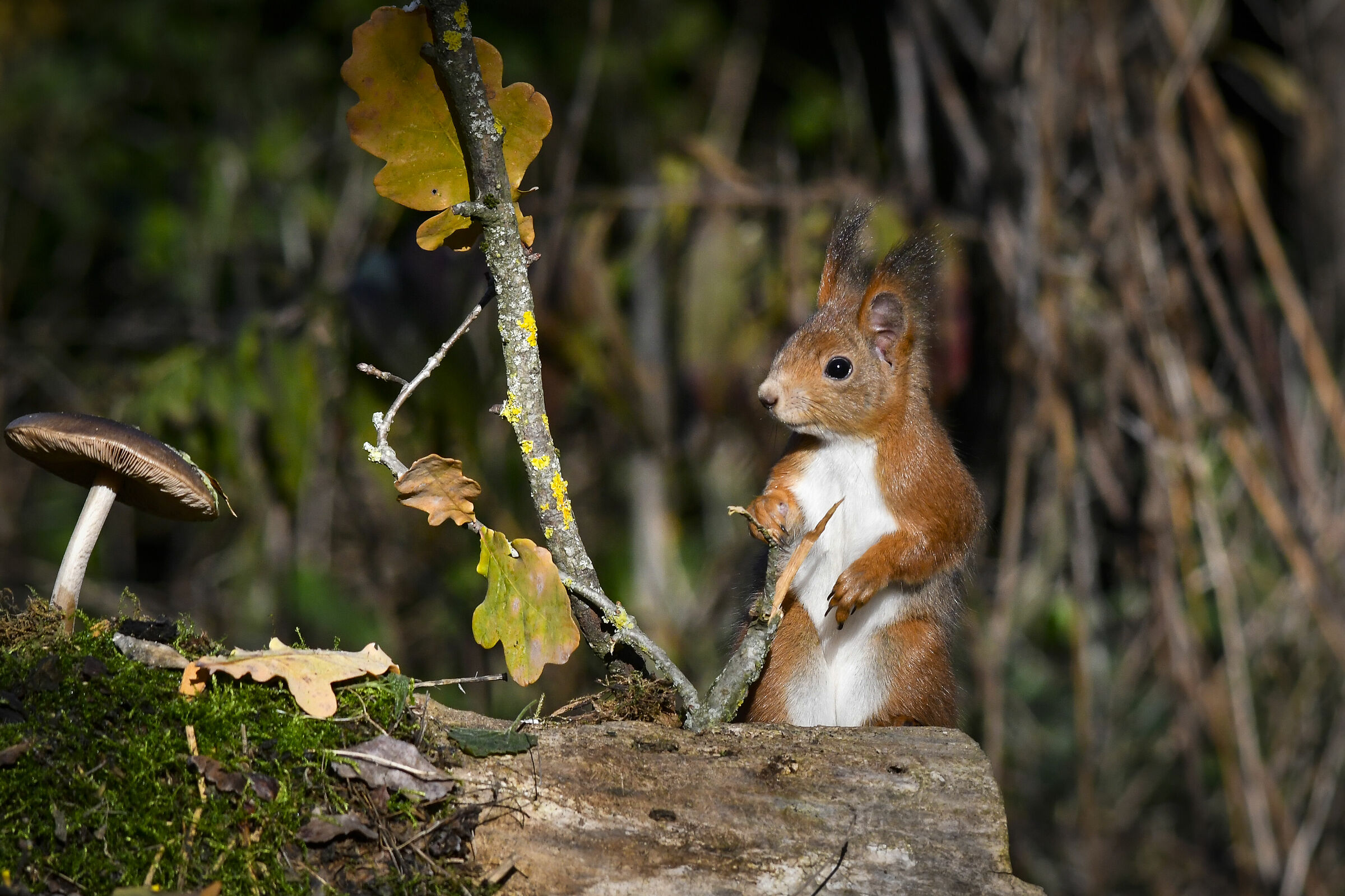 Red Squirrel