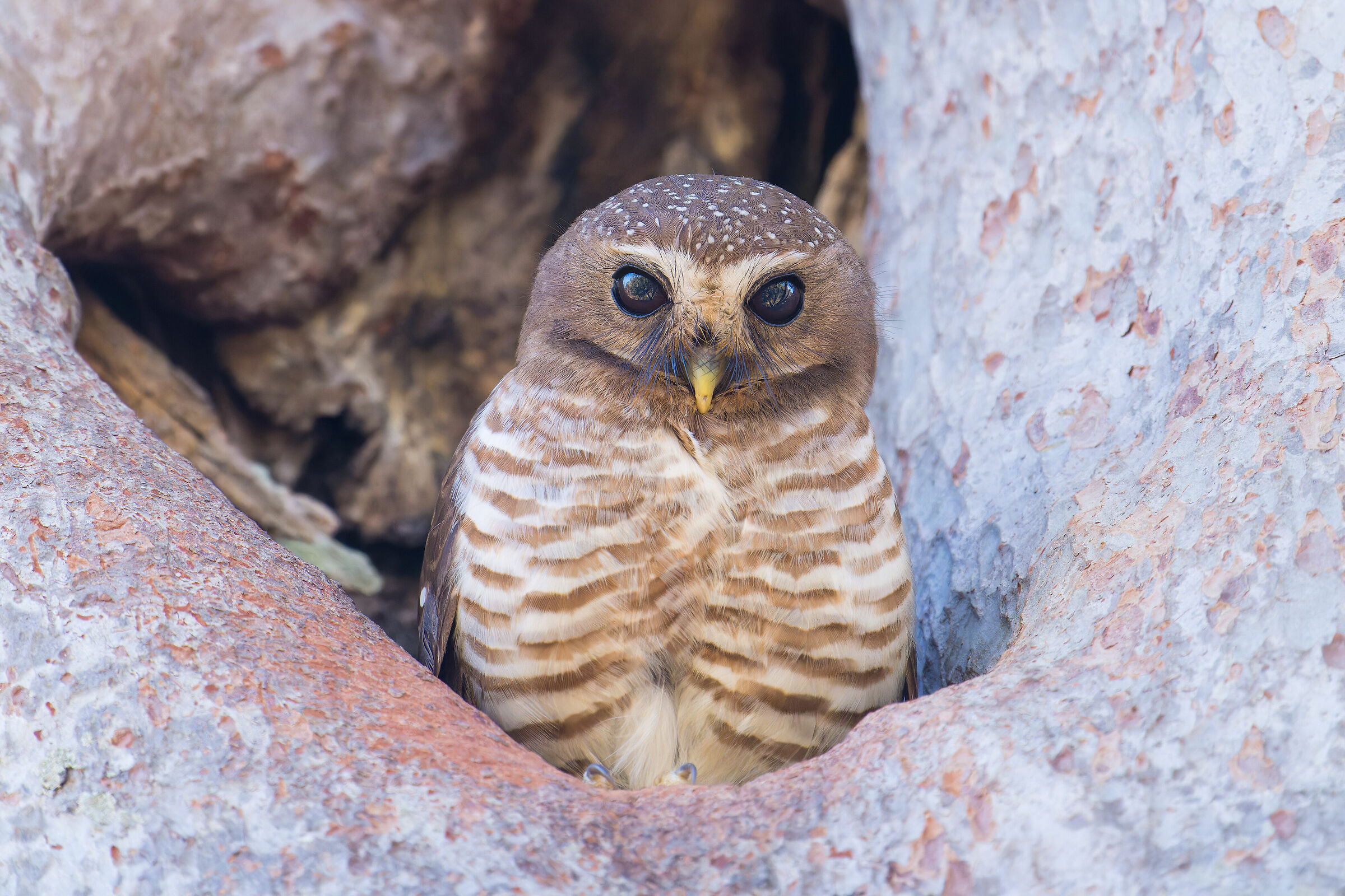 Gufastore cigliabianche