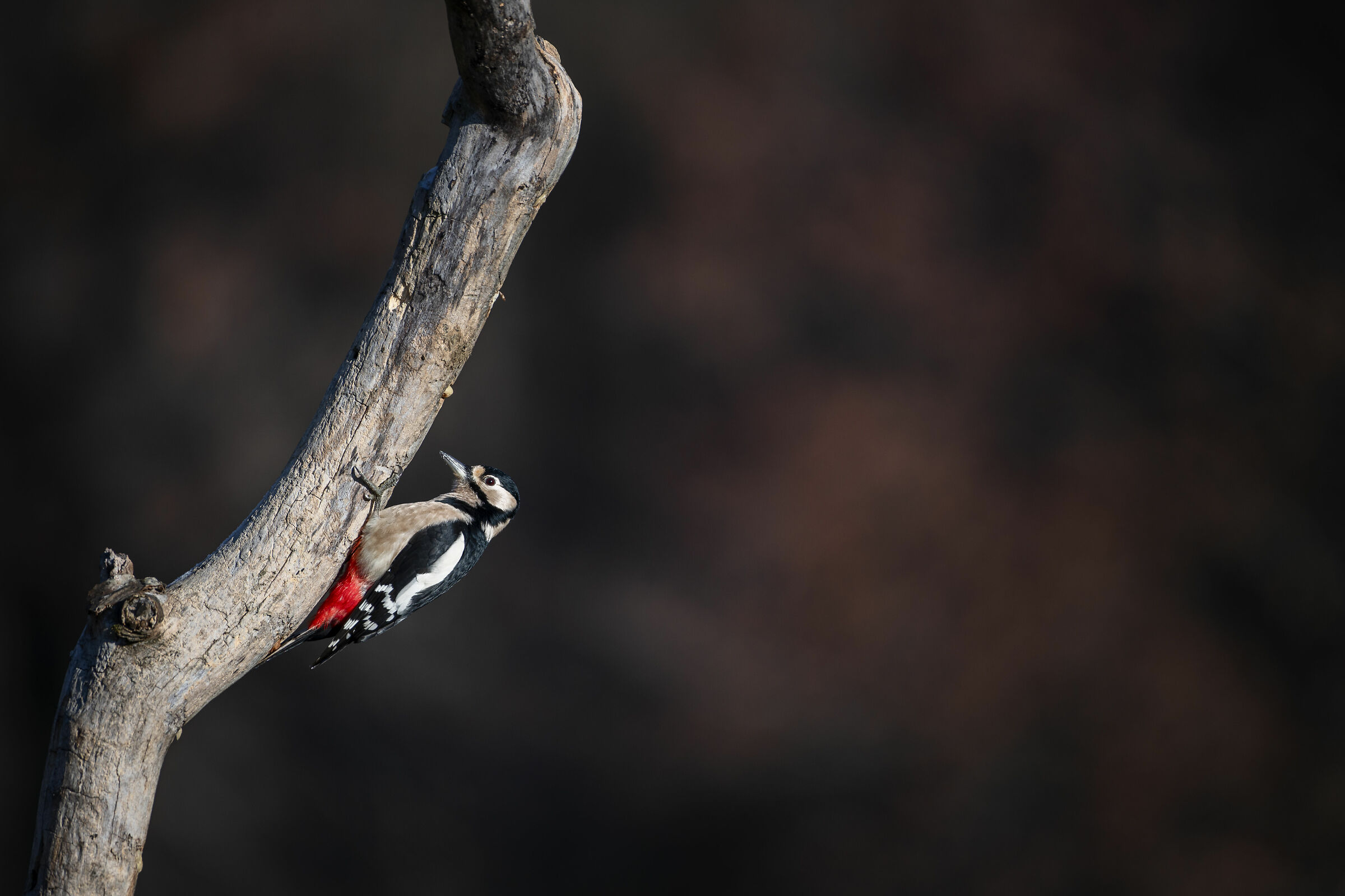 Great spotted woodpecker
