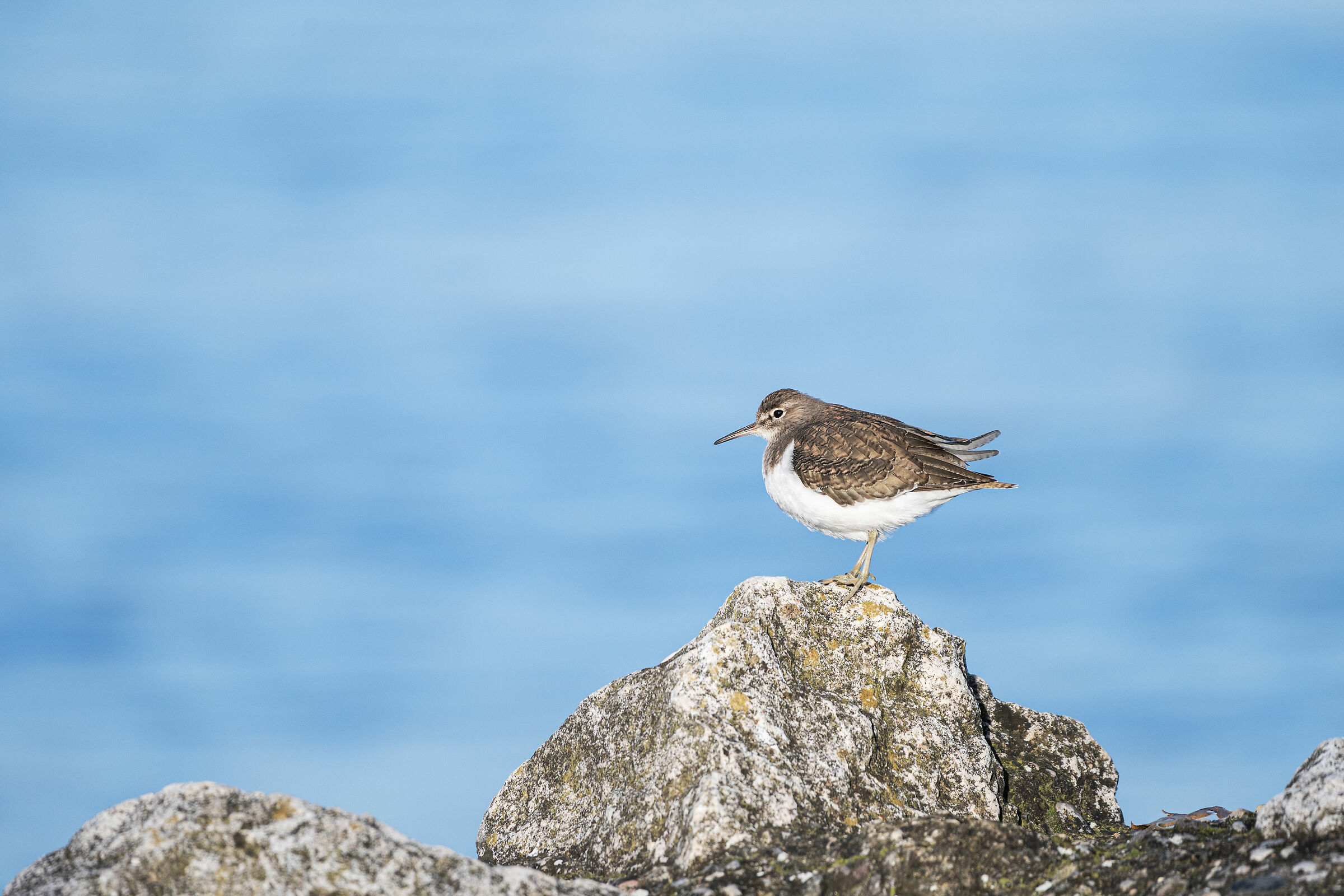 Common Sandpiper