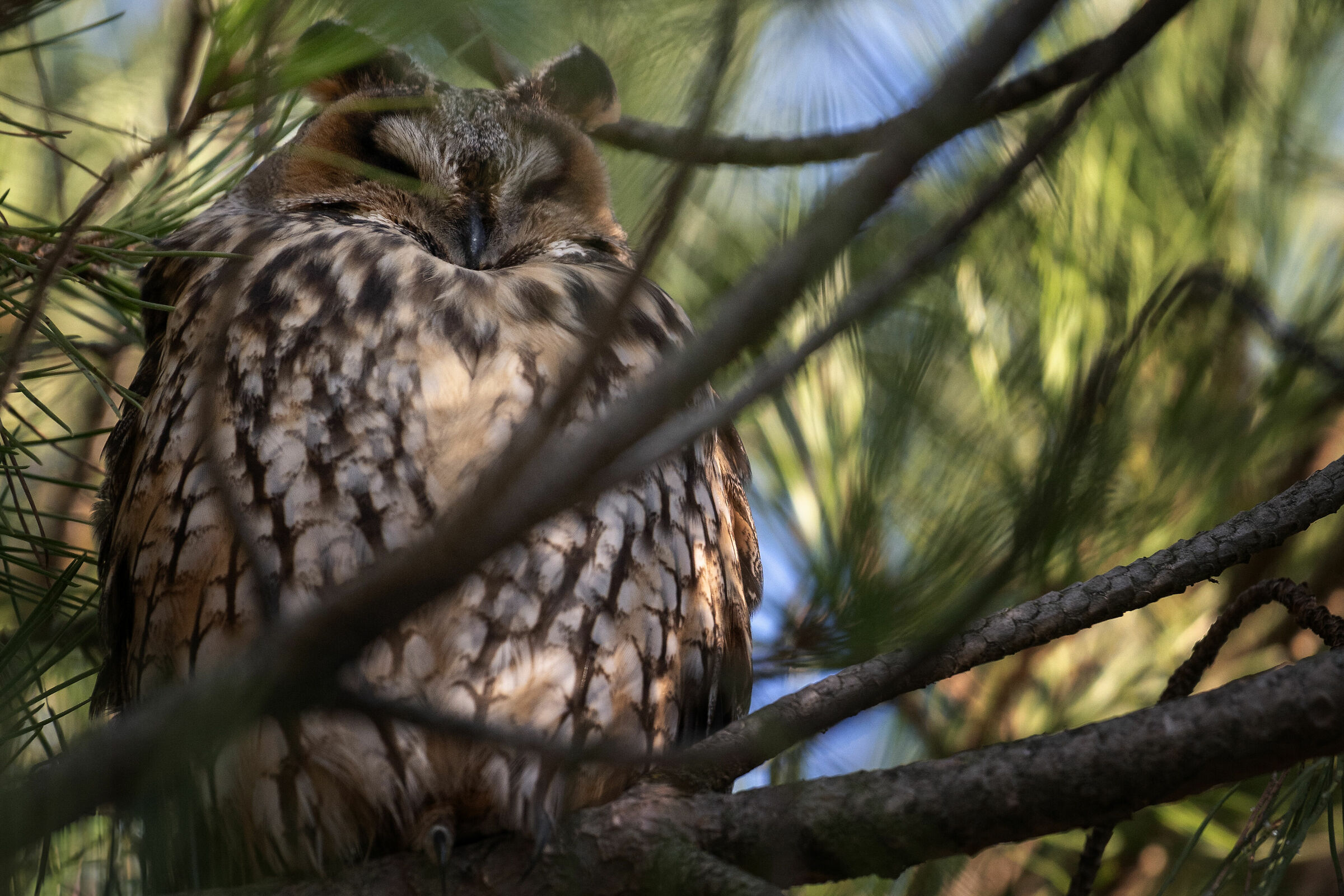Asio otus - Short-eared owl